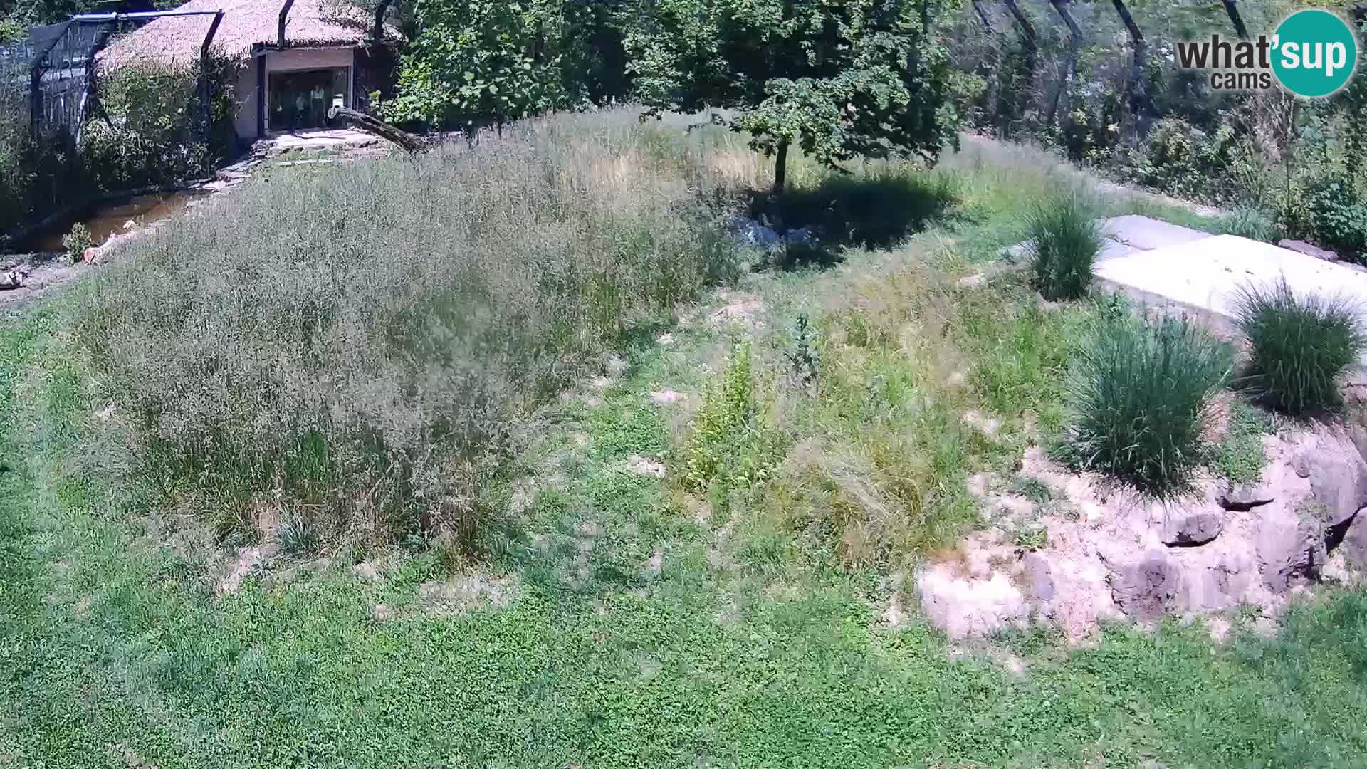 Zoo Ljubljana webcam Löwen