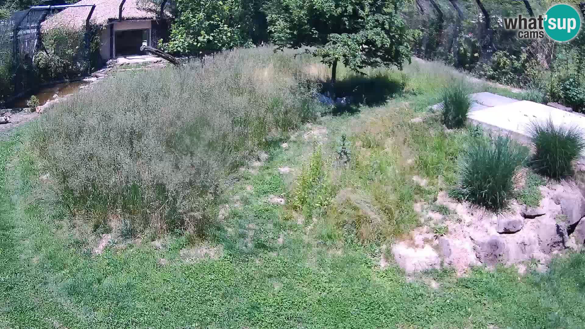 Zoo Ljubljana webcam Löwen
