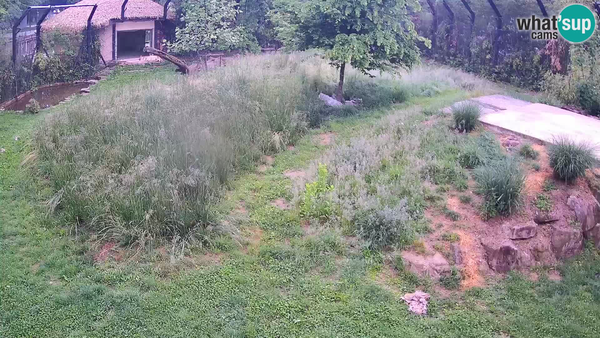 Zoo Lubiana live webcam Leoni