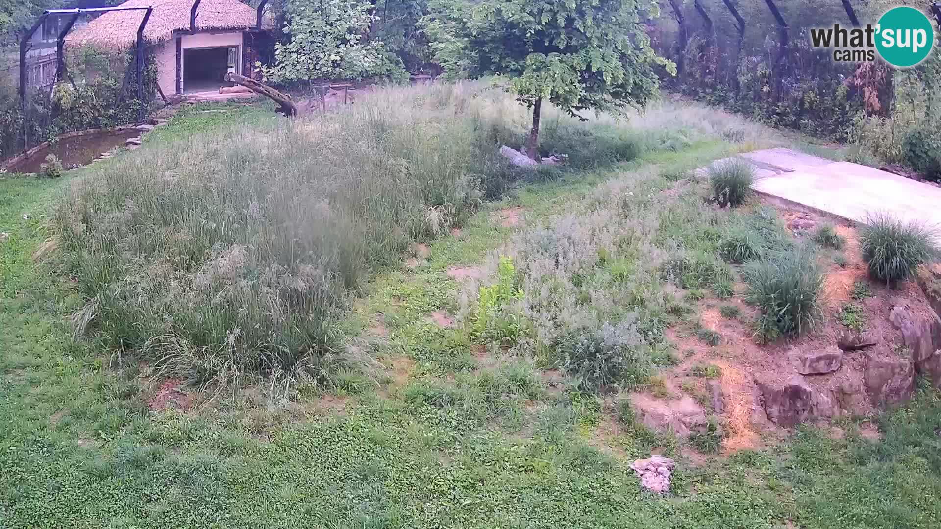 Live Ljubljana Zoo webcam Lion
