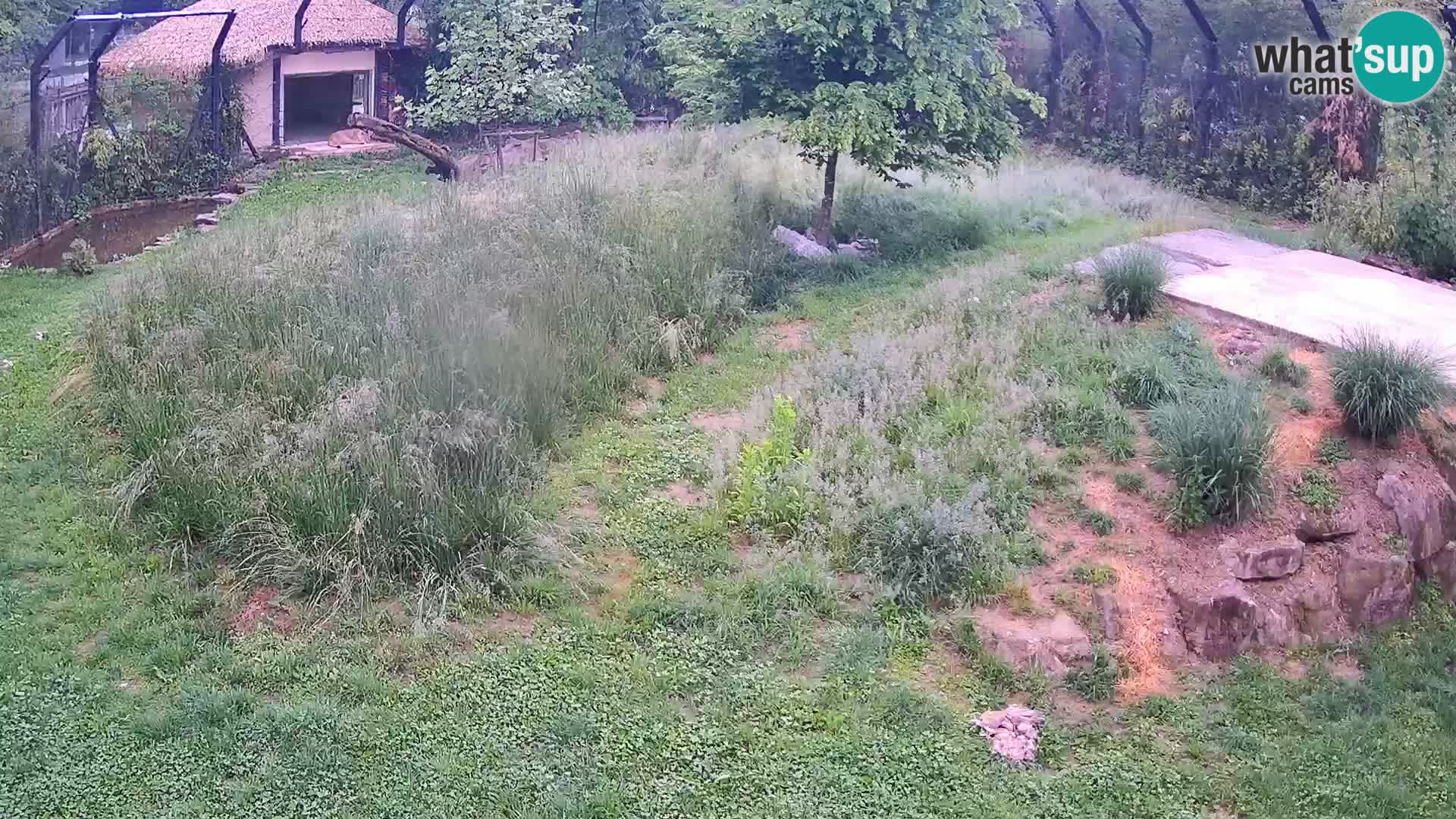 Zoo Ljubljana web kamera Lavovi