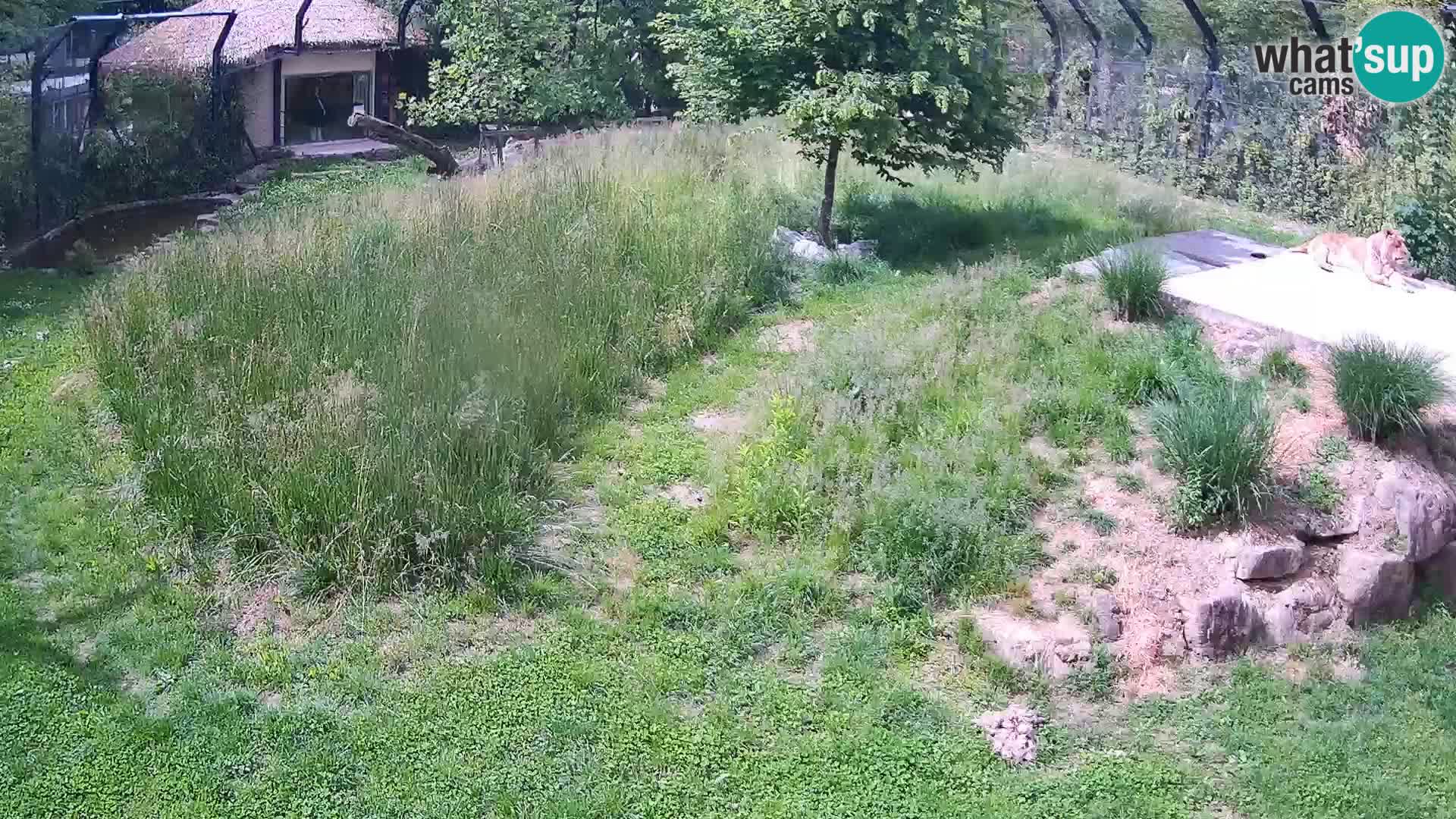 Zoo Ljubljana webcam Löwen