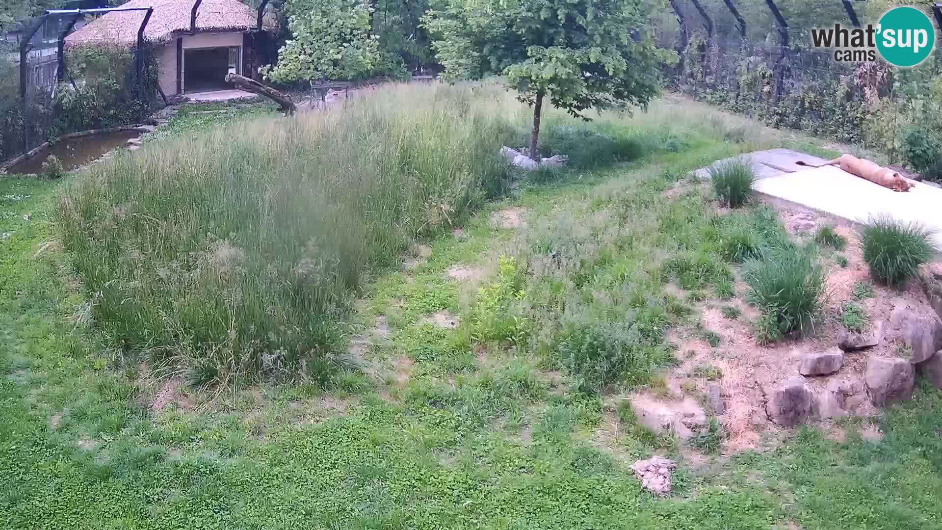 Zoo Ljubljana webcam Löwen