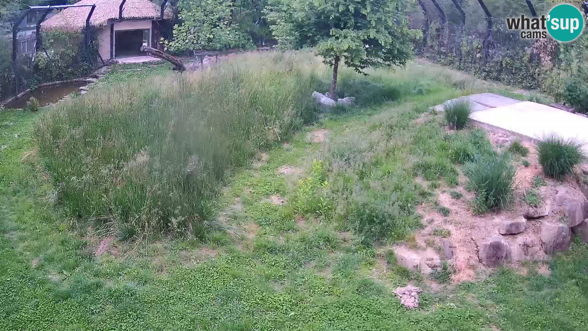 Zoo Ljubljana camera en vivo Leones