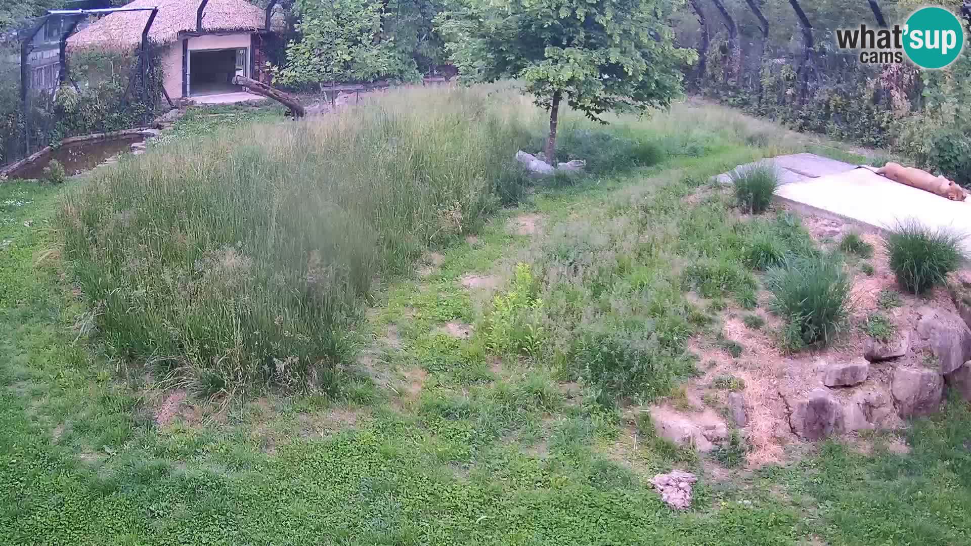 Zoo Lubiana live webcam Leoni