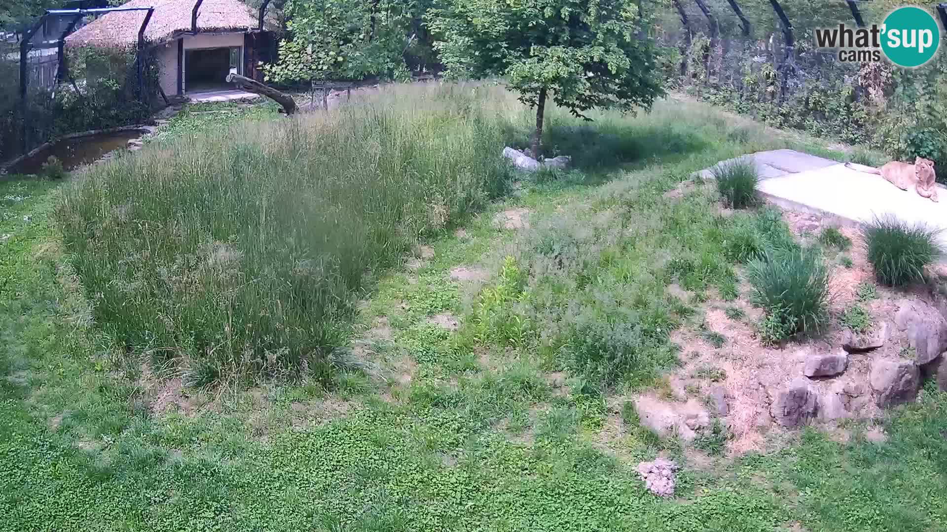 Zoo Lubiana live webcam Leoni