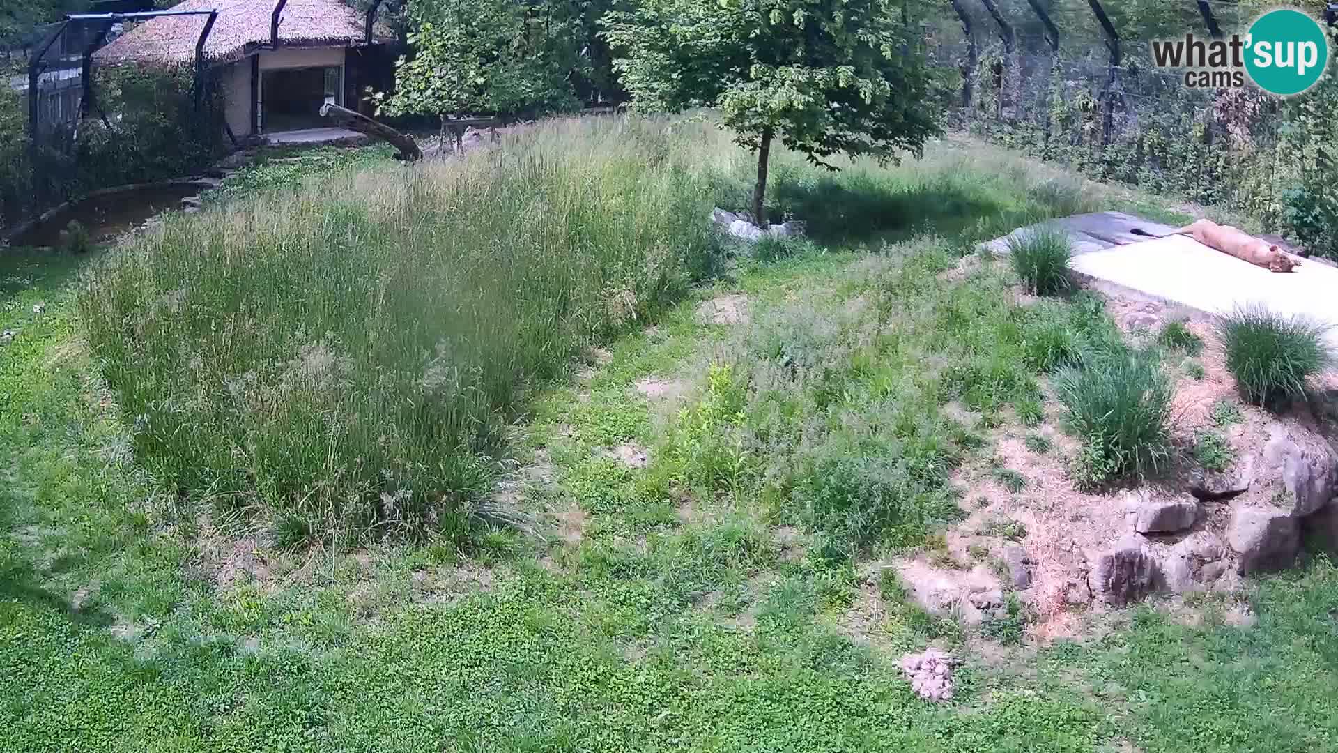 Zoo Lubiana live webcam Leoni