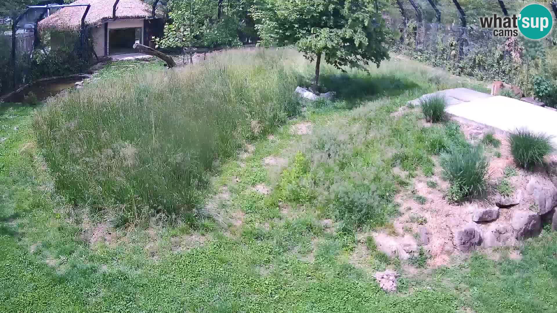 Zoo Lubiana live webcam Leoni