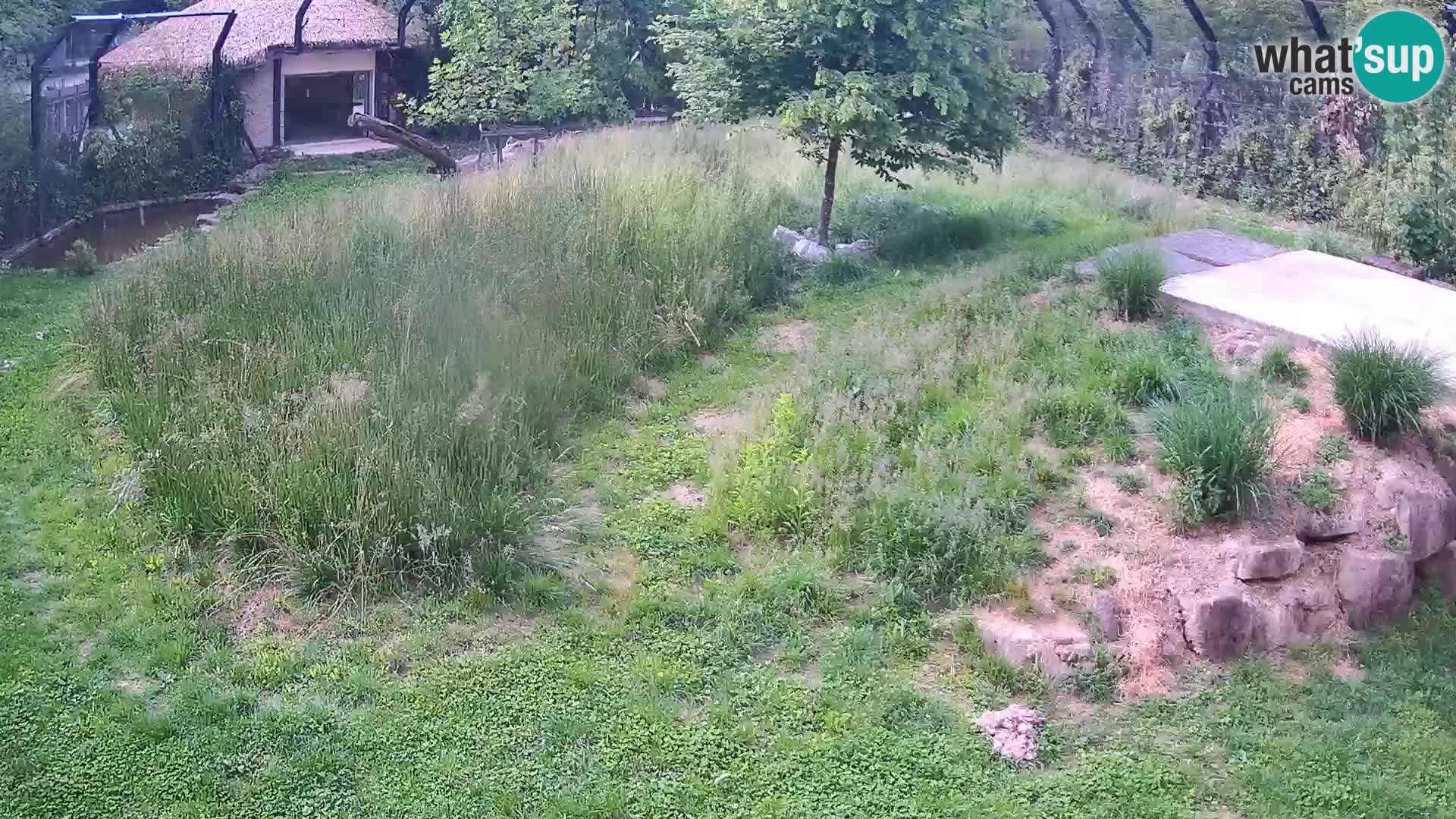 Zoo Lubiana live webcam Leoni
