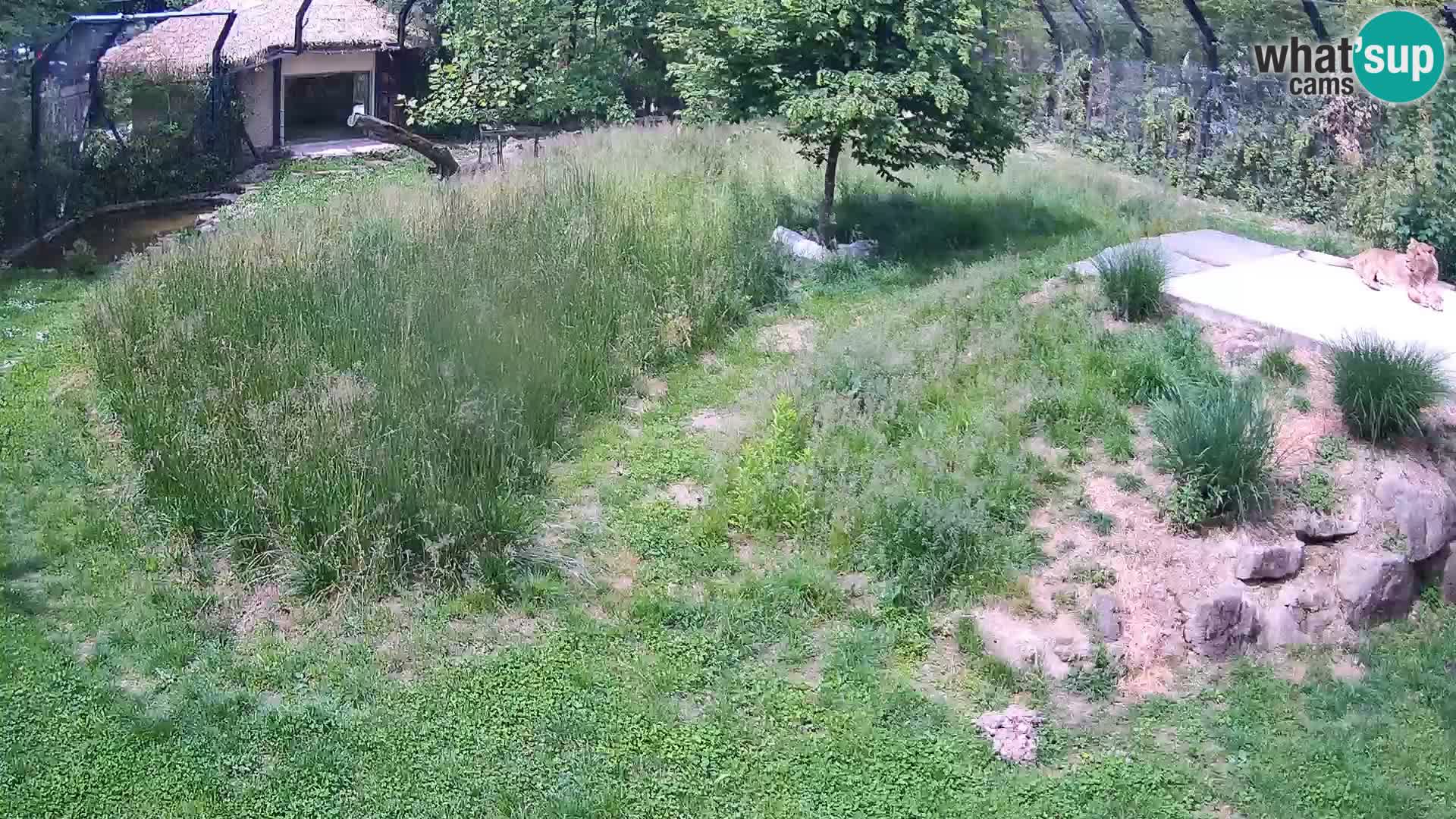 Zoo Ljubljana webcam Löwen
