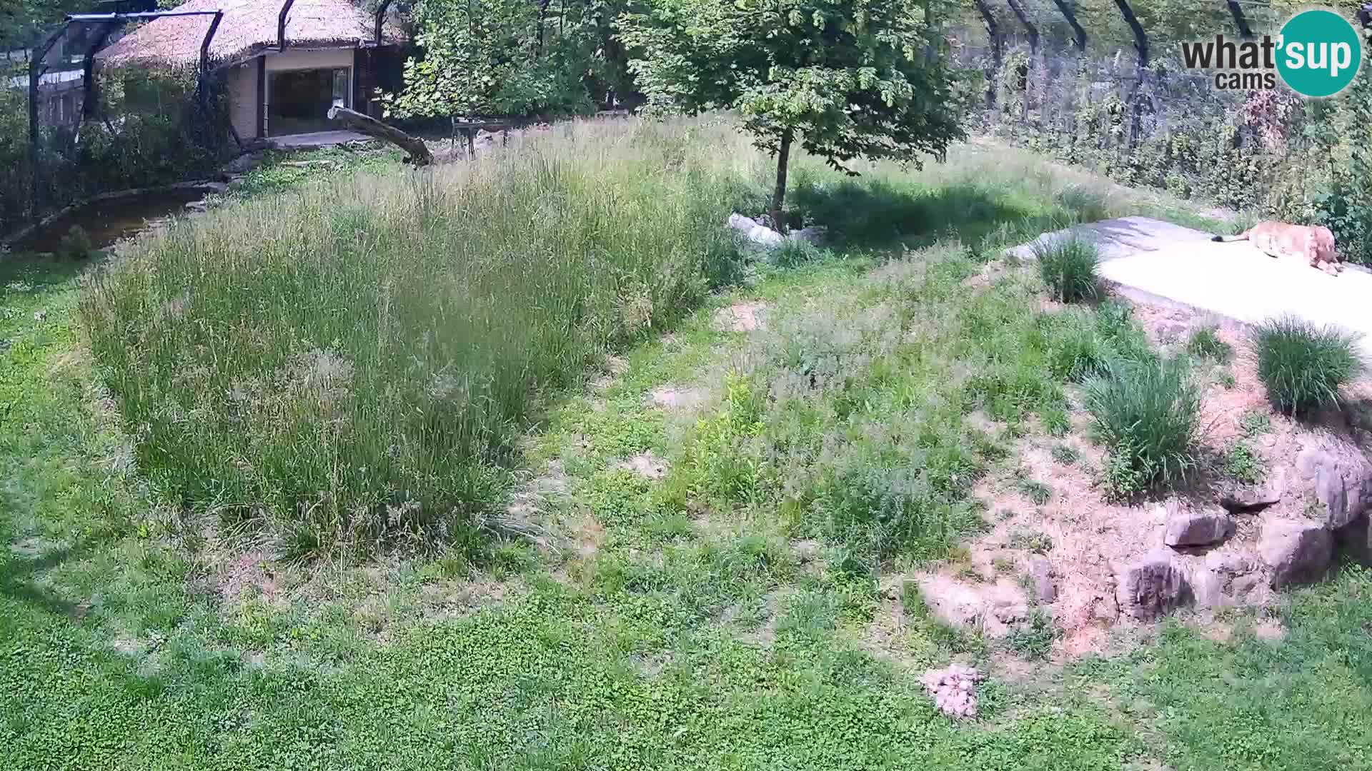 Zoo Ljubljana webcam Löwen