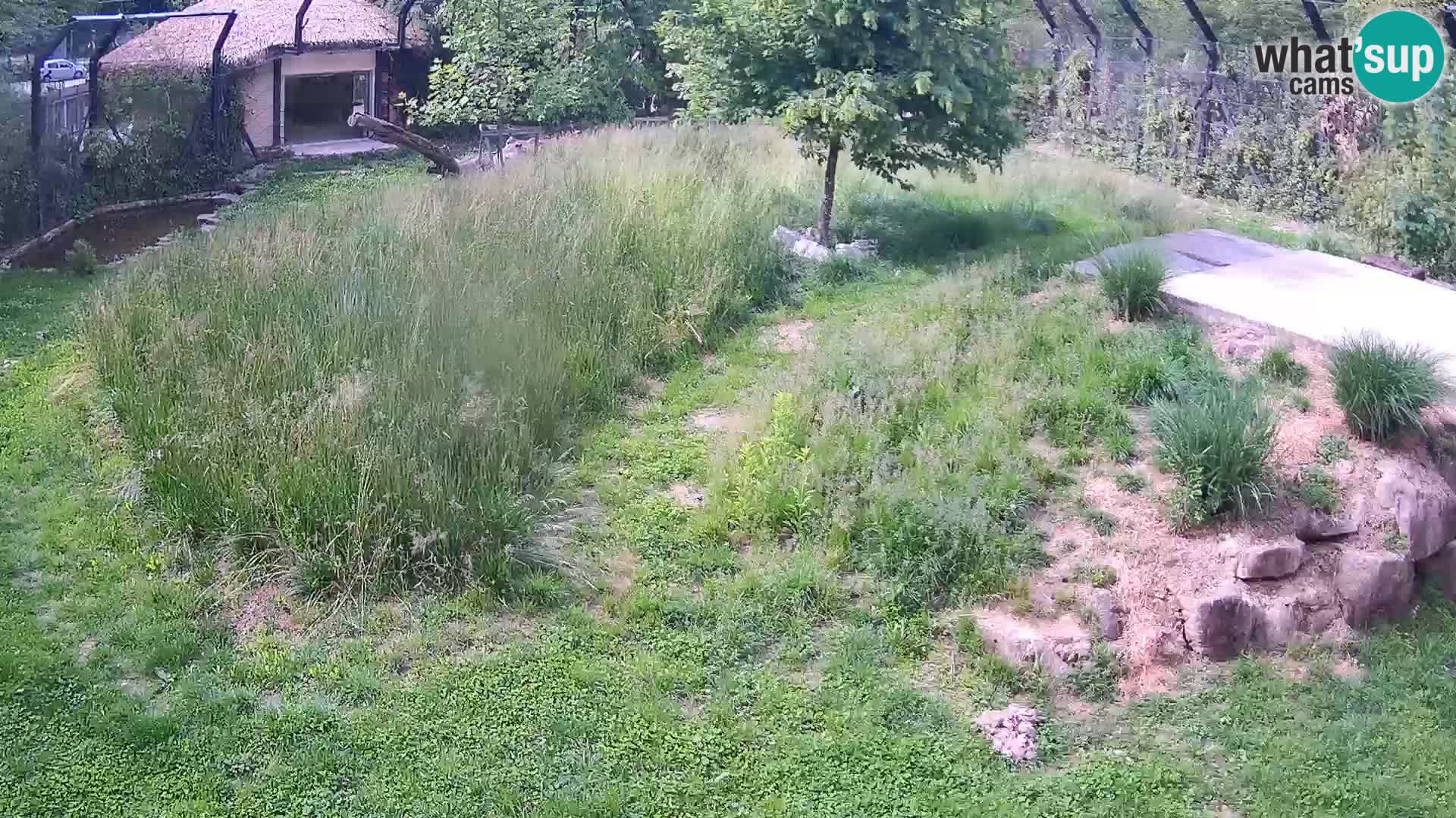 Zoo Lubiana live webcam Leoni