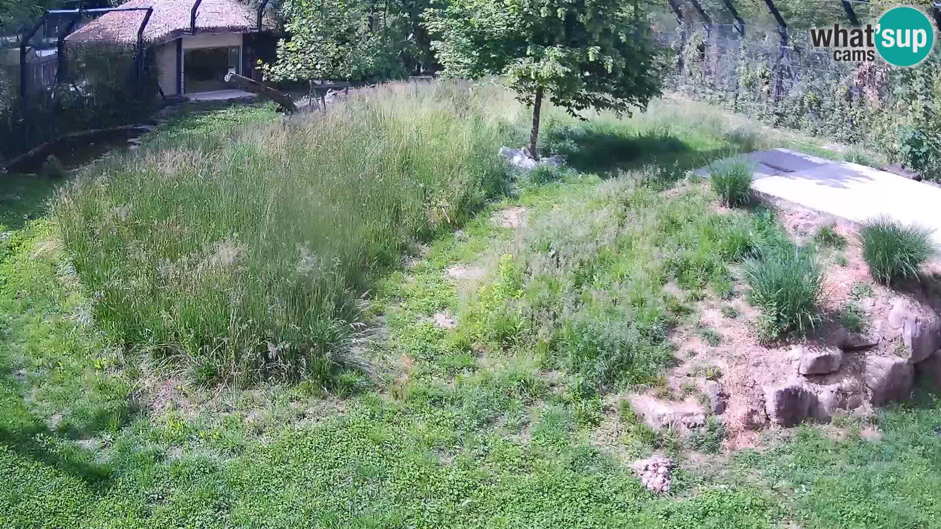 Zoo Ljubljana webcam Löwen
