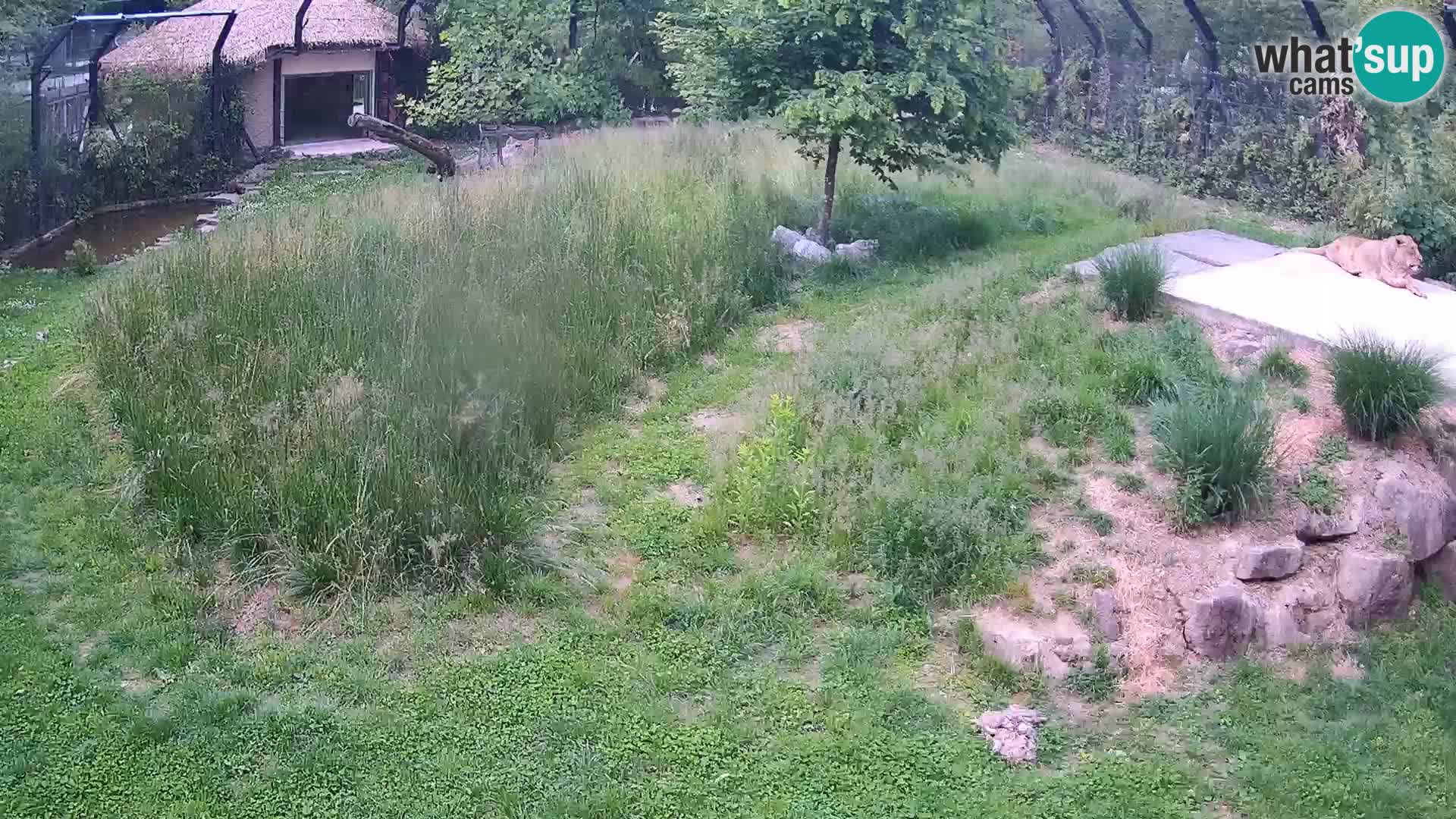 Zoo Ljubljana camera en vivo Leones