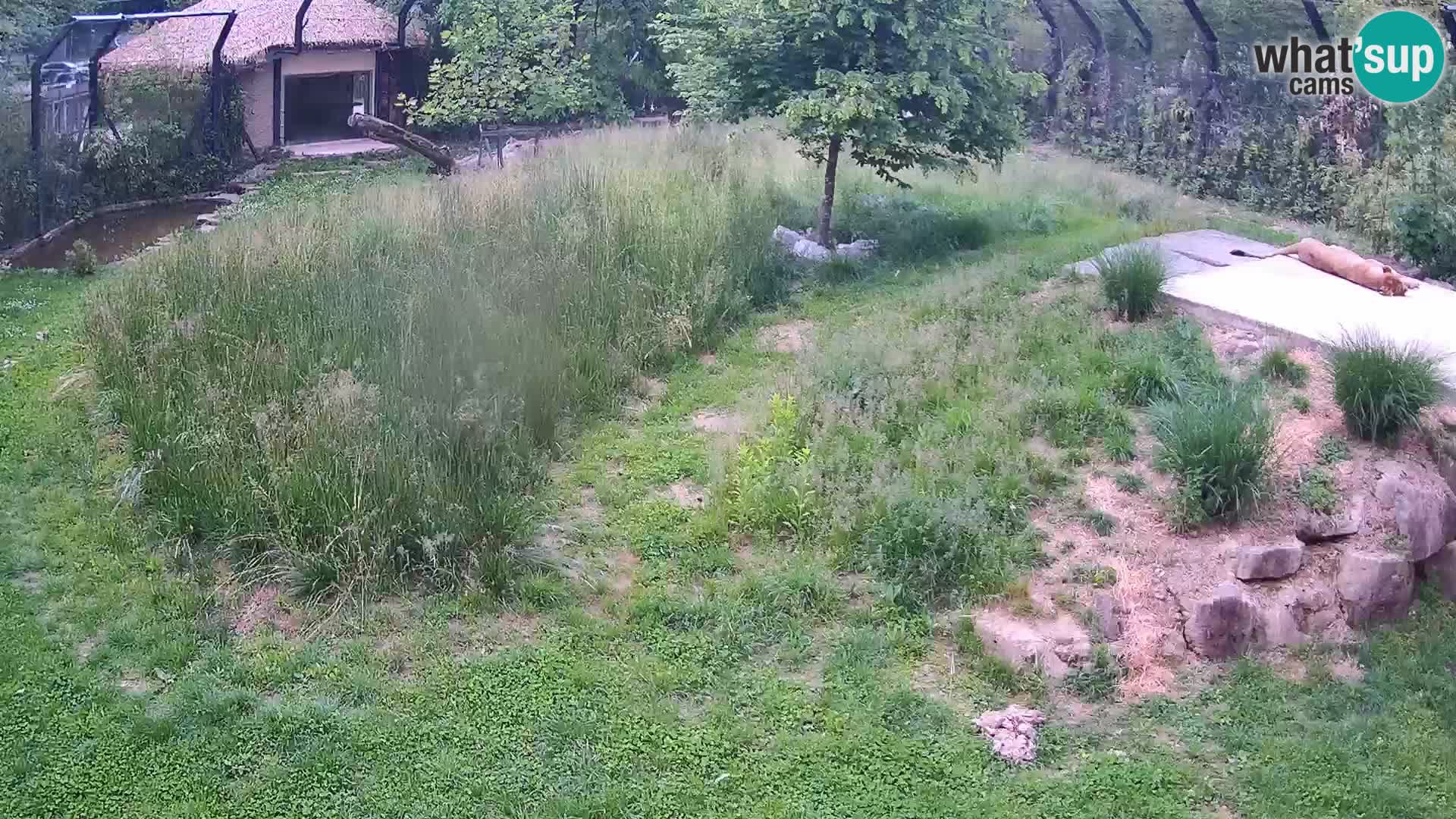 Ljubljana Zoo webcam Lion