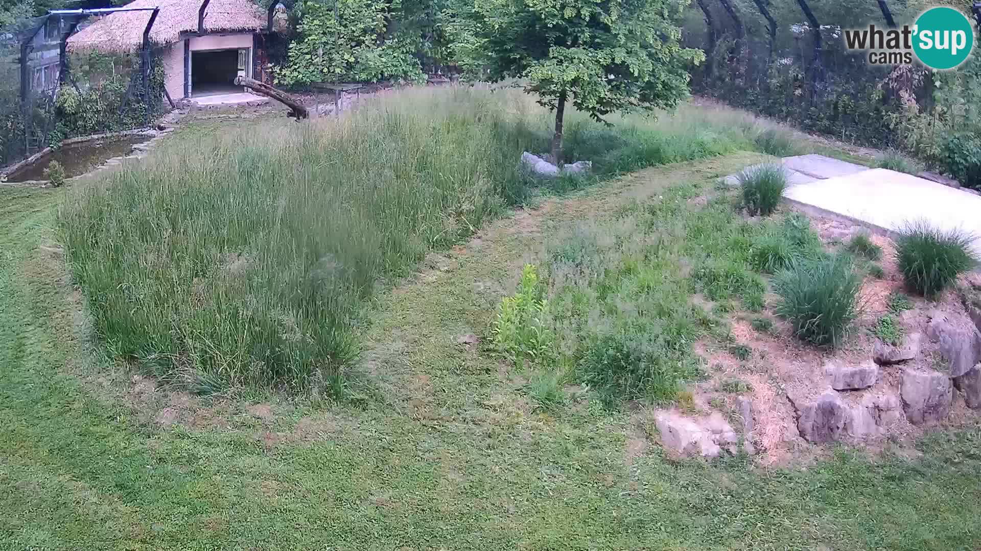 Zoo Ljubljana webcam Löwen