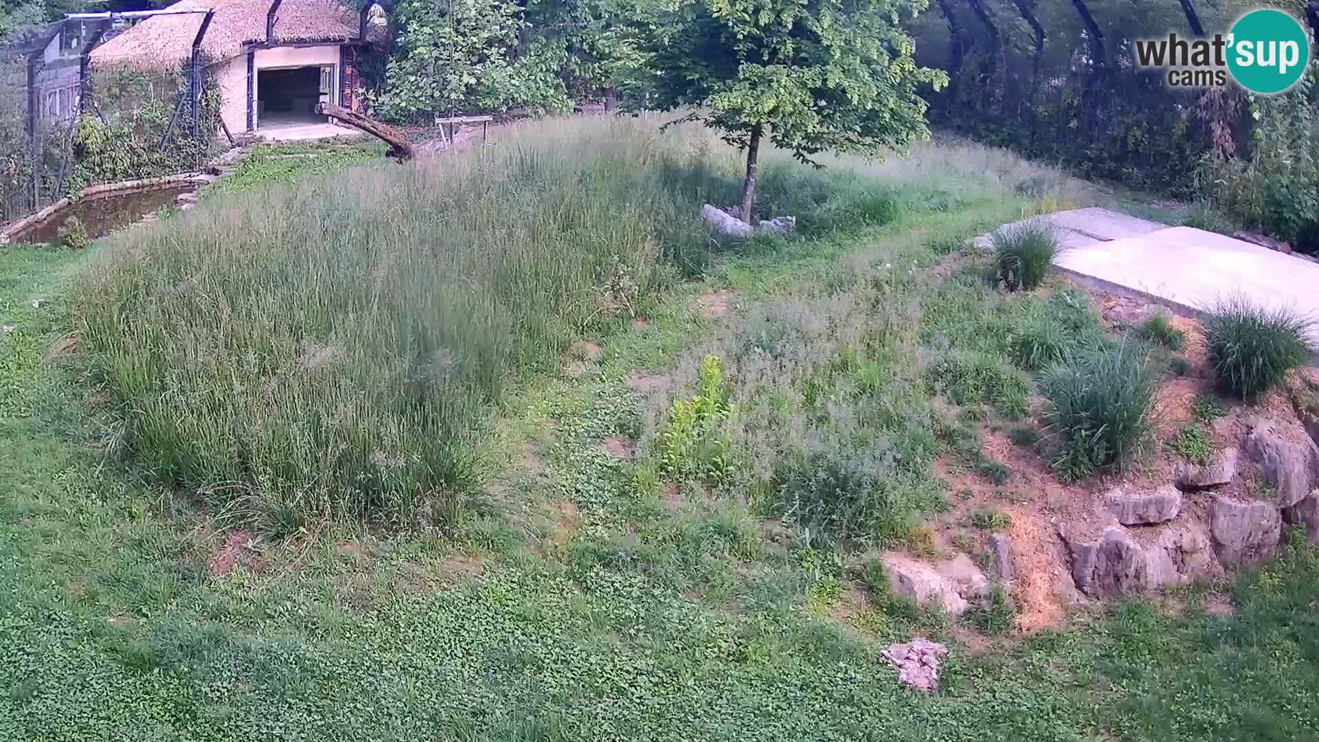 Ljubljana Zoo webcam Lion