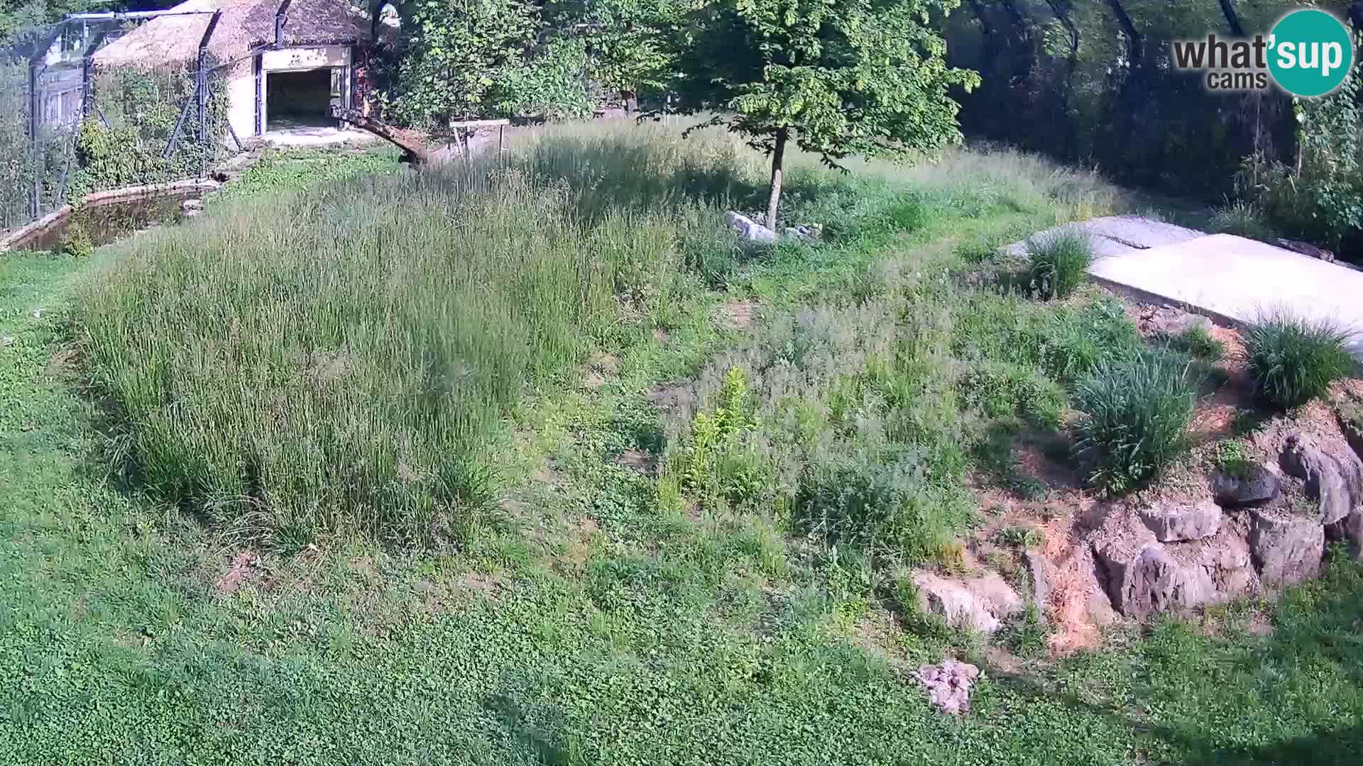 Ljubljana Zoo webcam Lion