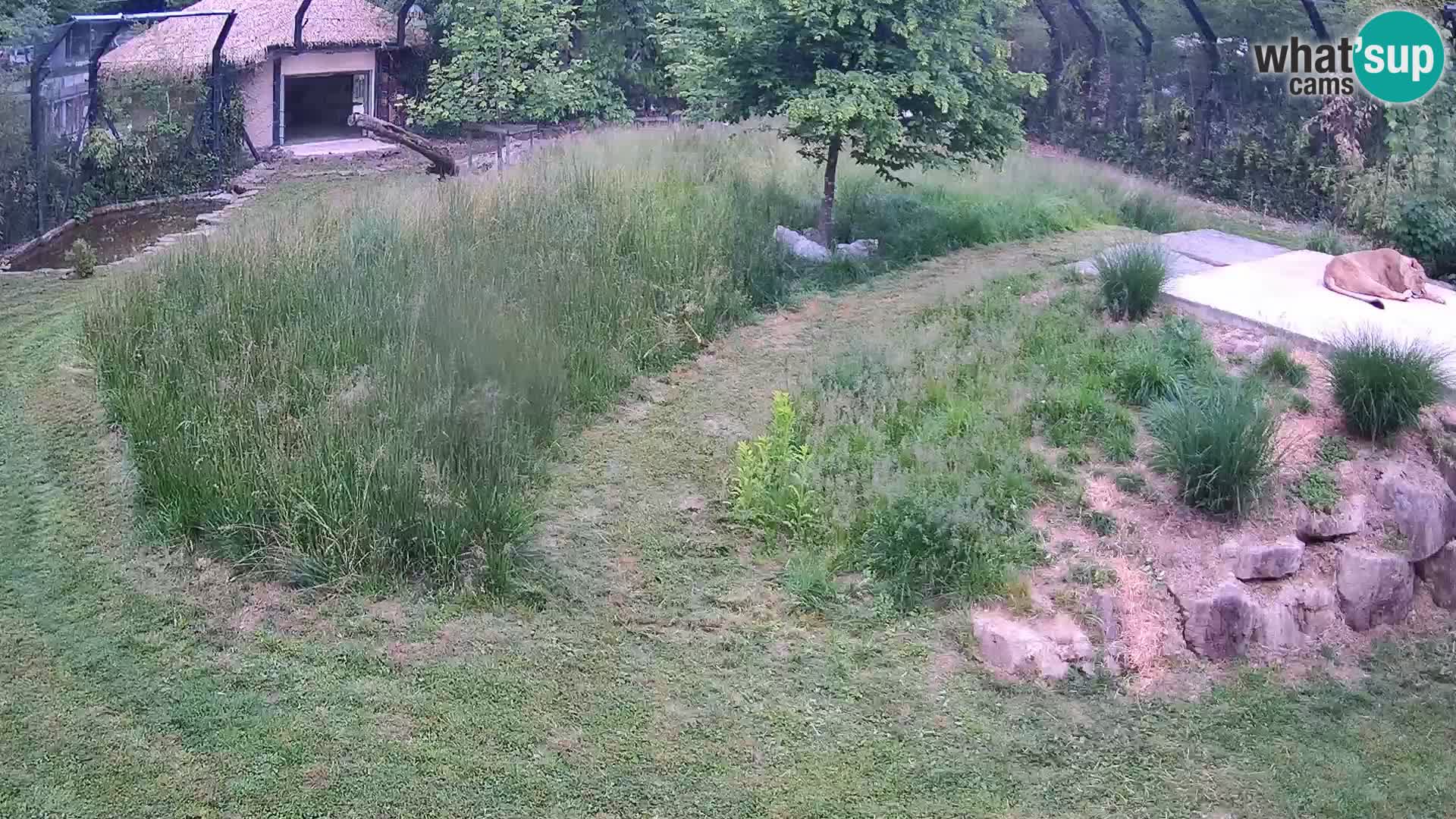 Zoo Ljubljana webcam Löwen