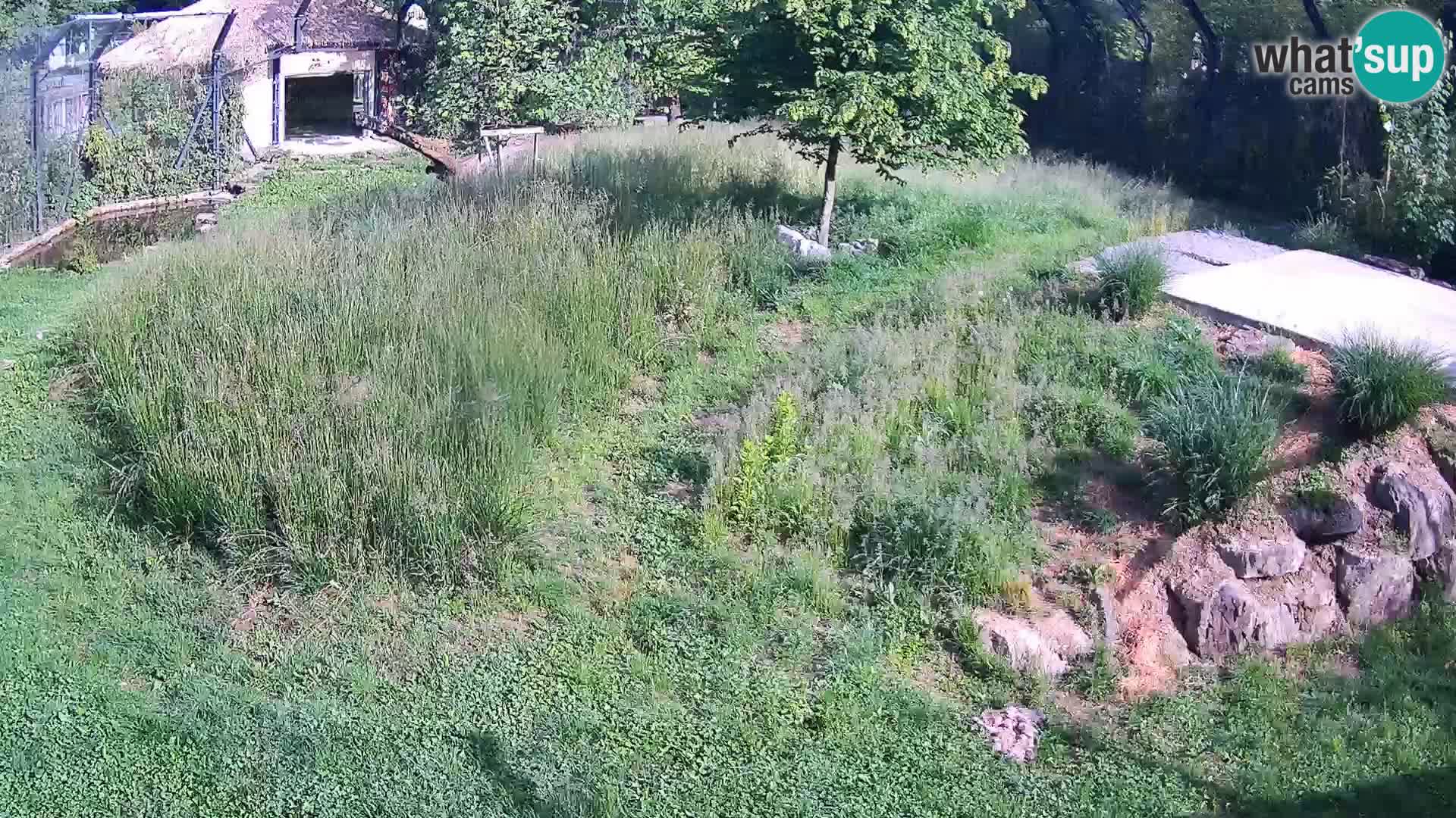 Zoo Ljubljana camera en vivo Leones