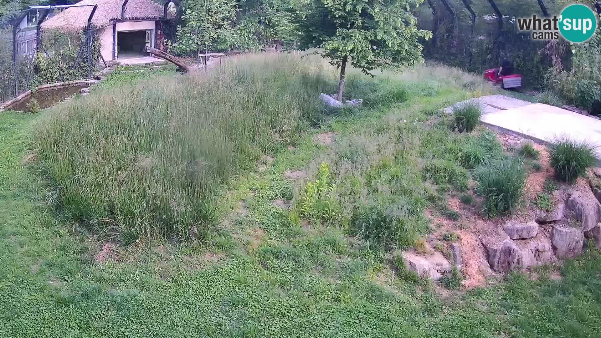Zoo Lubiana live webcam Leoni