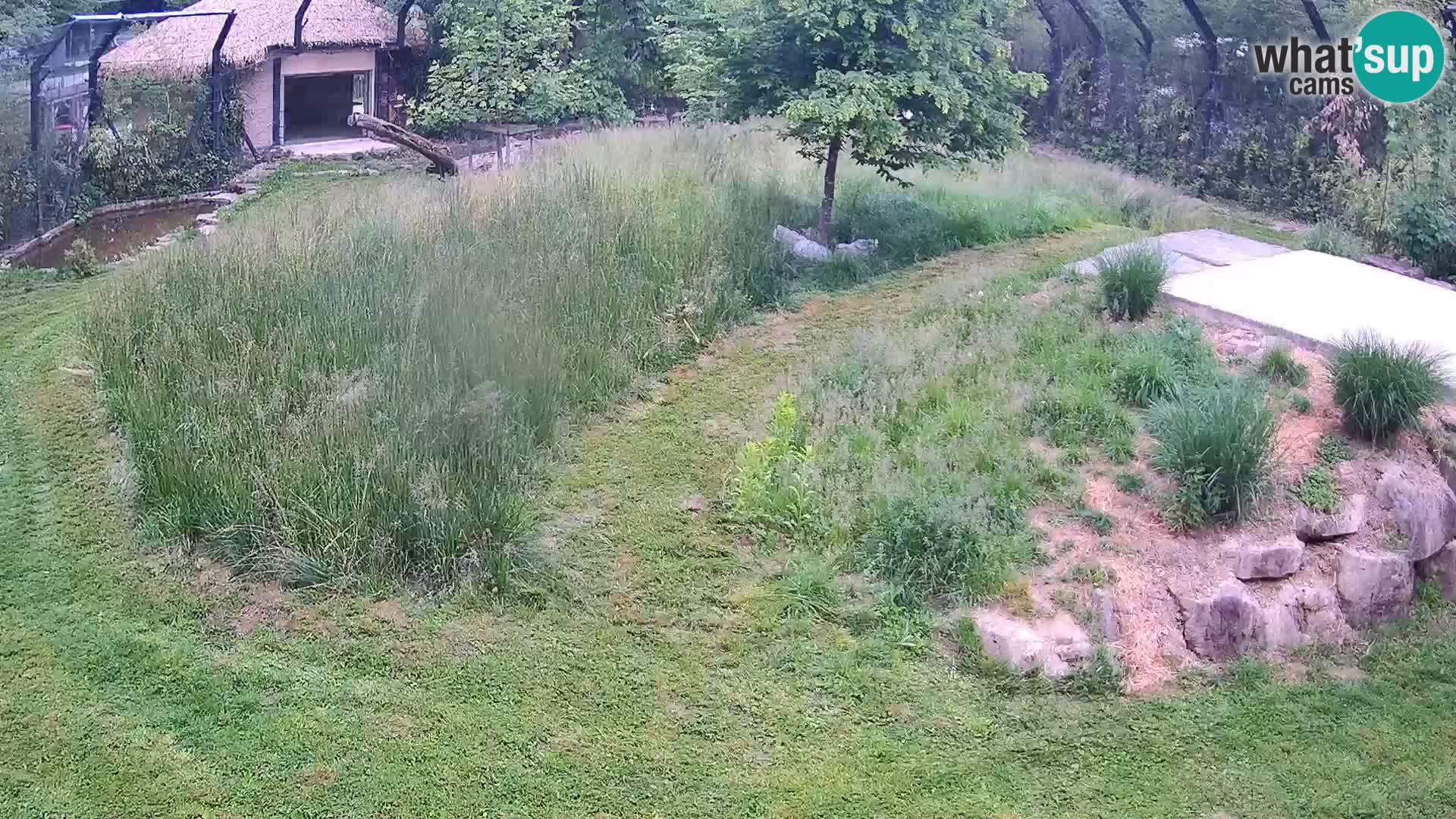 Zoo Ljubljana webcam Löwen