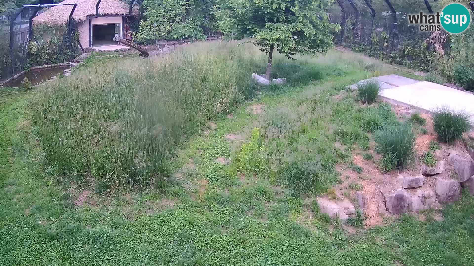 Zoo Lubiana live webcam Leoni