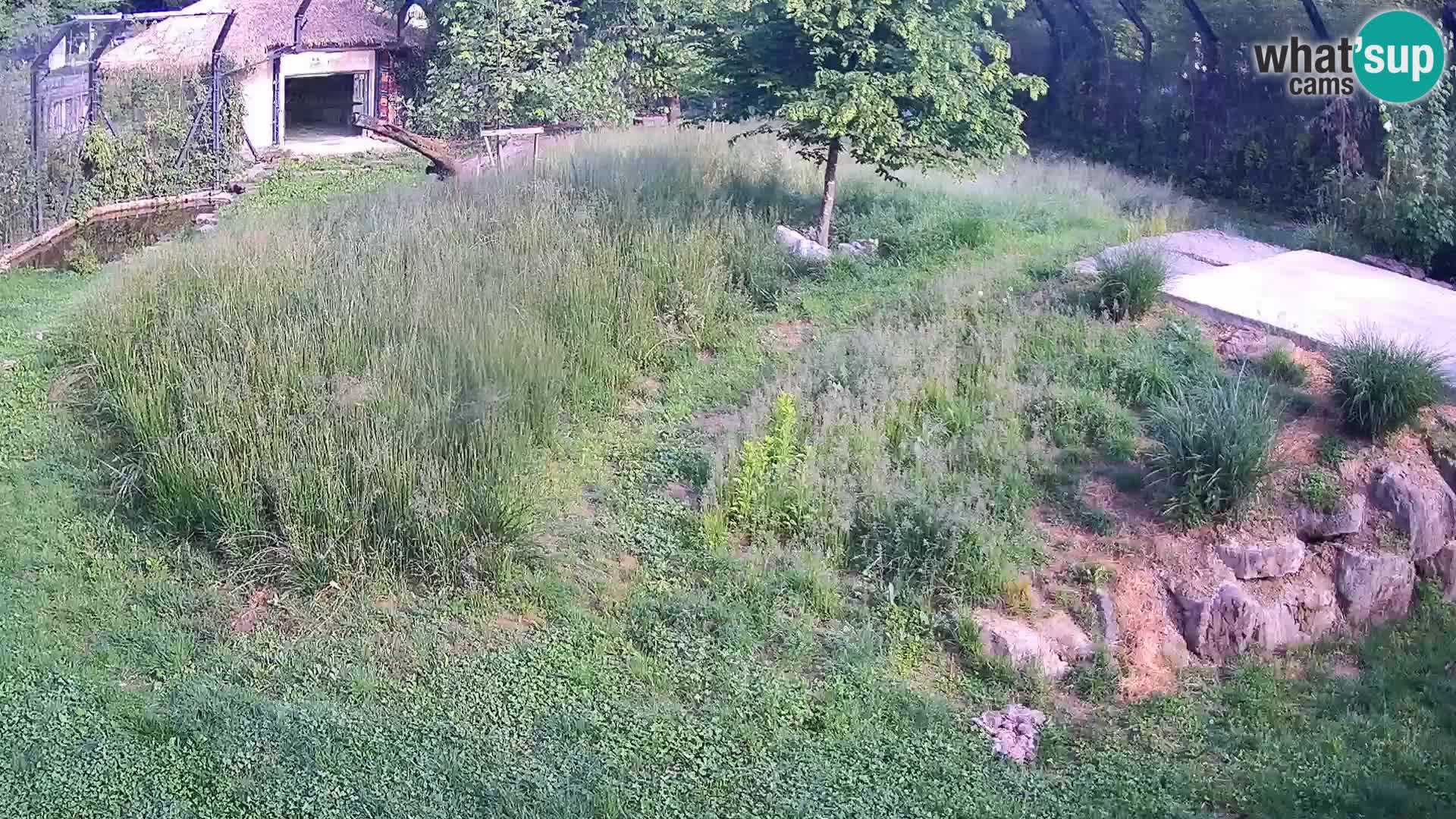 Zoo Ljubljana web kamera Lavovi