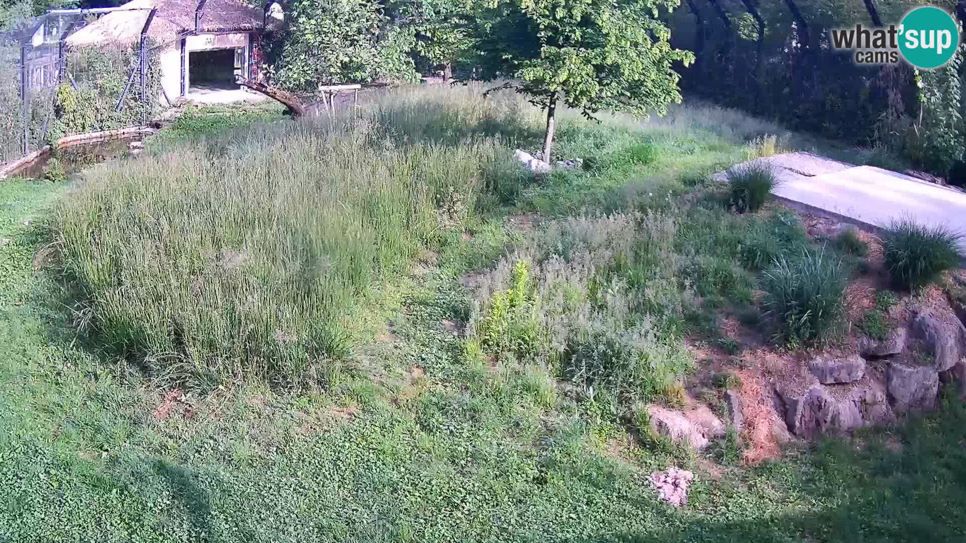 Live Ljubljana Zoo webcam Lion