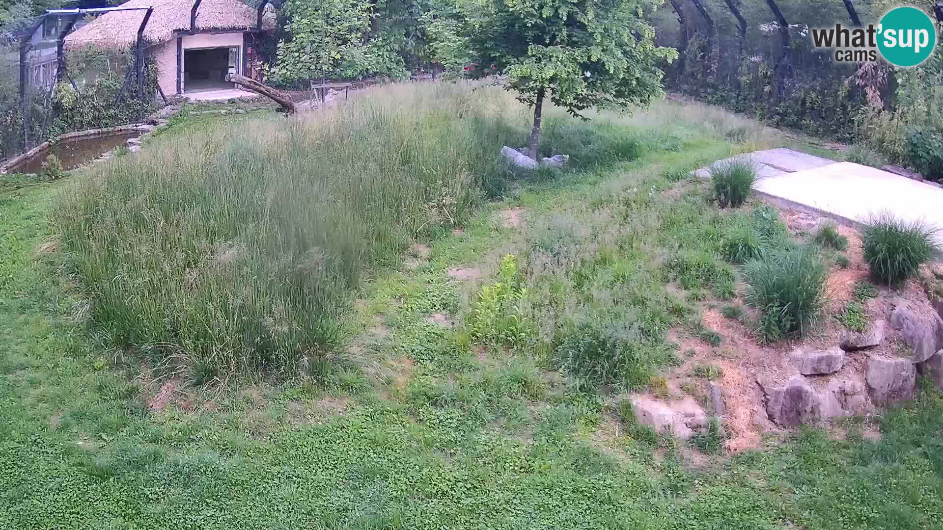 Zoo Ljubljana web kamera Lavovi