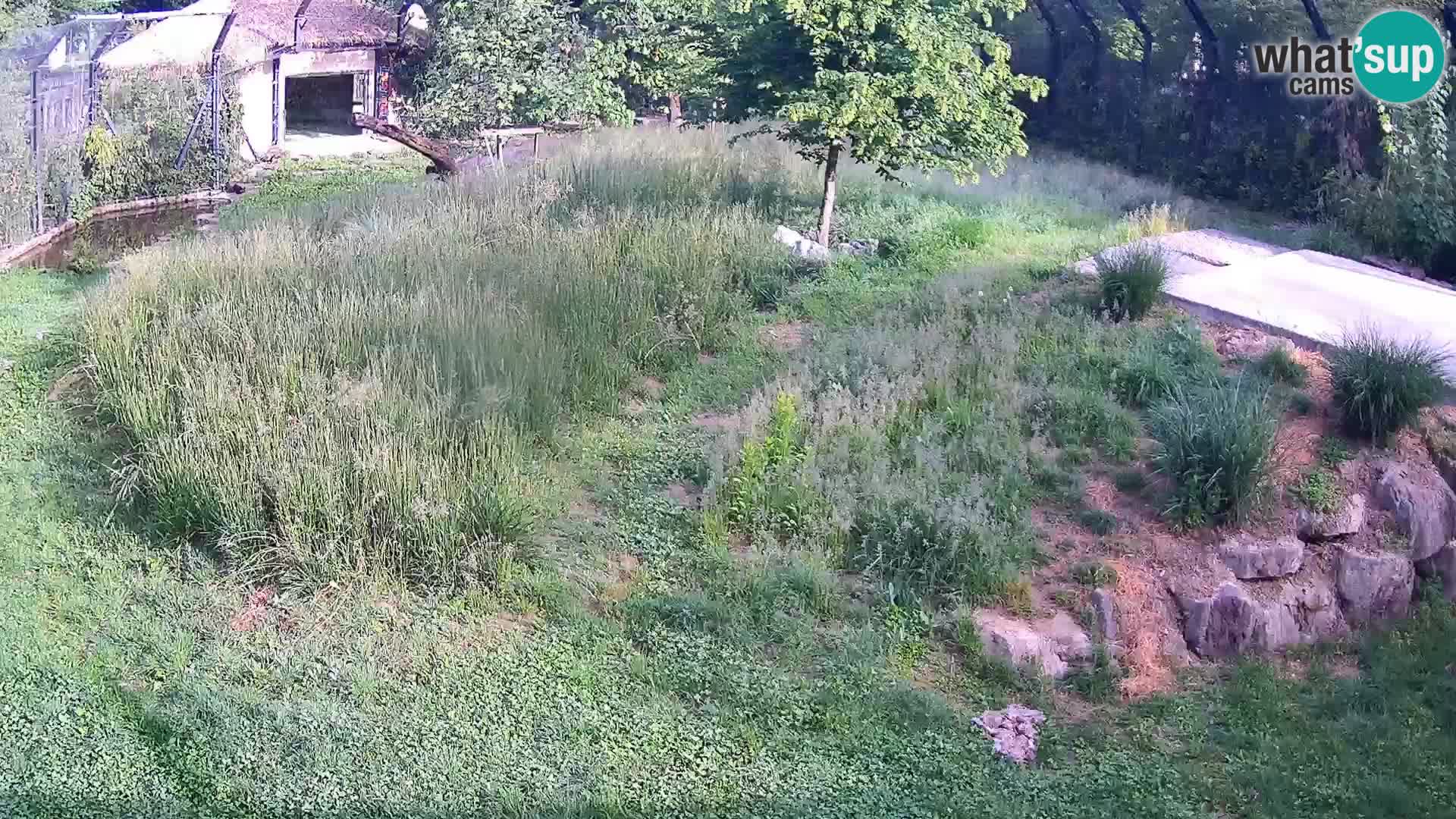 Zoo Lubiana live webcam Leoni