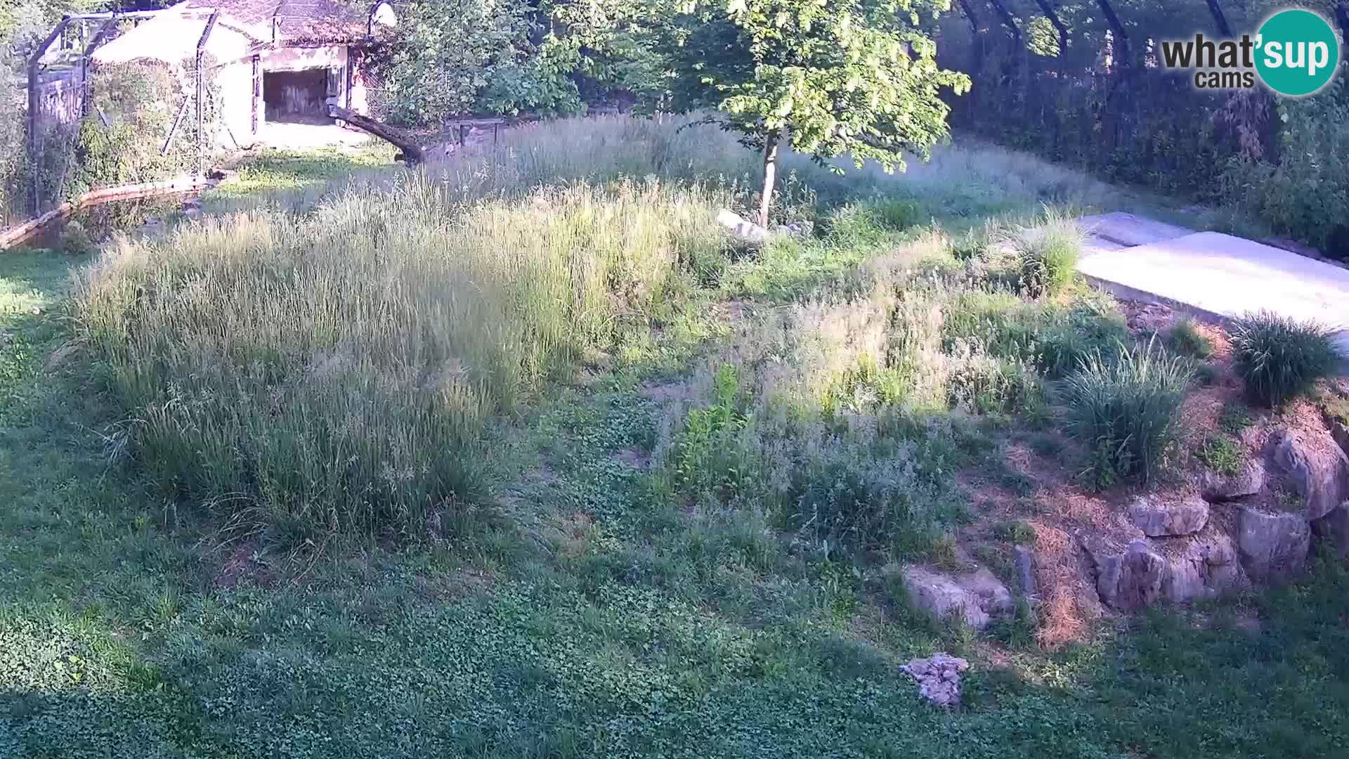 Zoo Ljubljana web kamera Lavovi