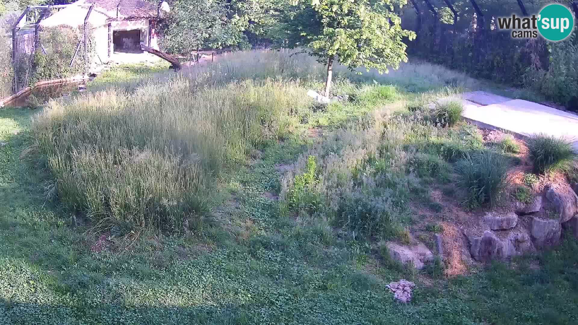 Zoo Lubiana live webcam Leoni