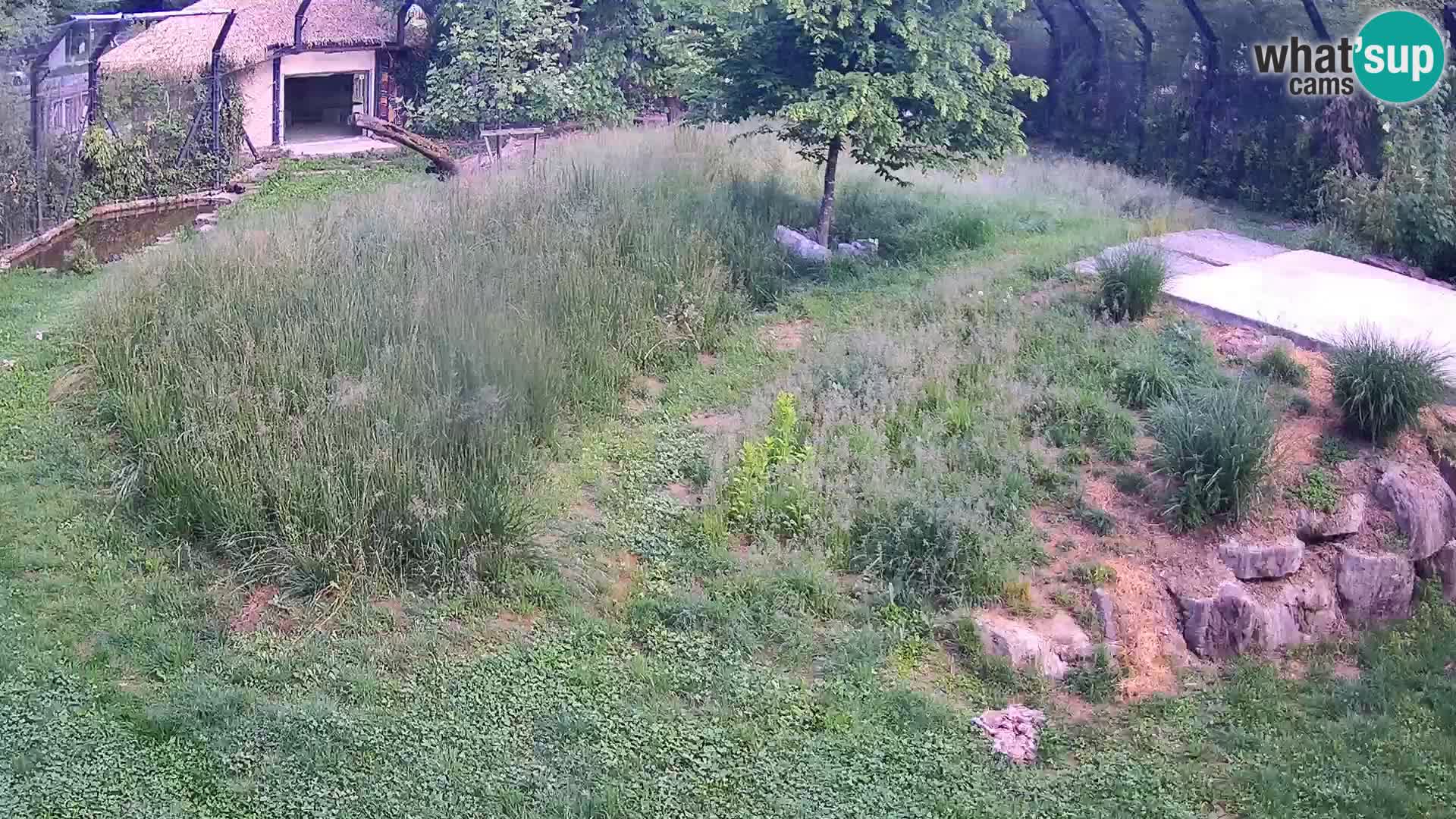 Zoo Lubiana live webcam Leoni