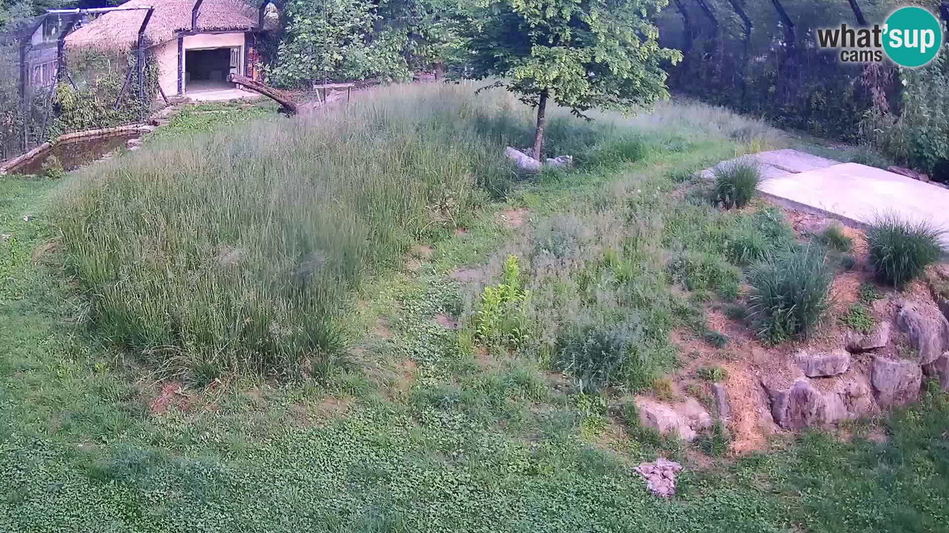 Zoo Ljubljana camera en vivo Leones