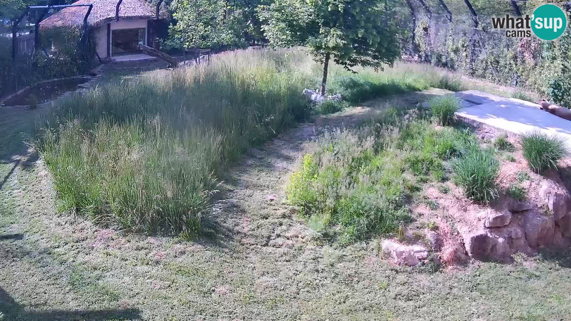Zoo Ljubljana web kamera Lavovi