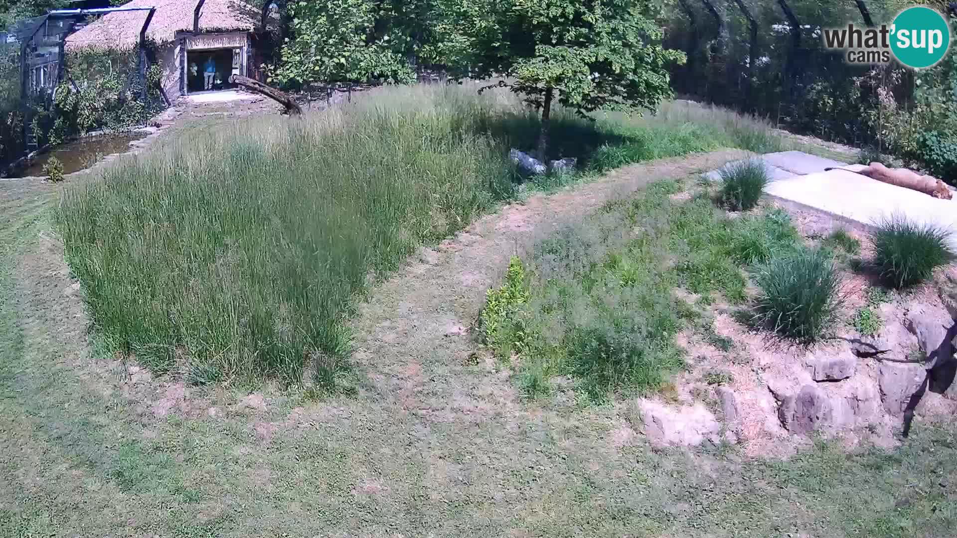 Zoo Ljubljana webcam Löwen