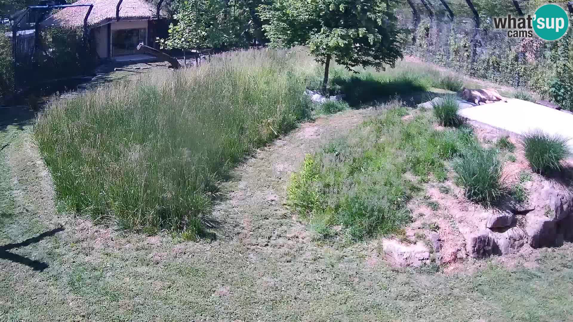 Live Ljubljana Zoo webcam Lion