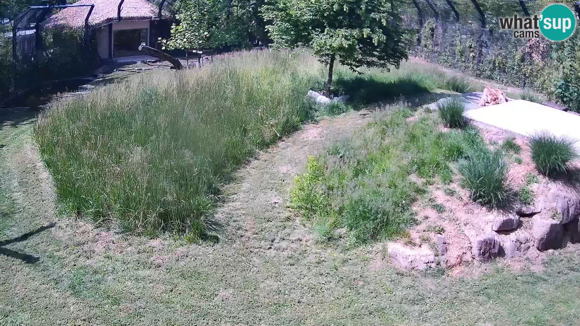 Zoo Ljubljana webcam Löwen