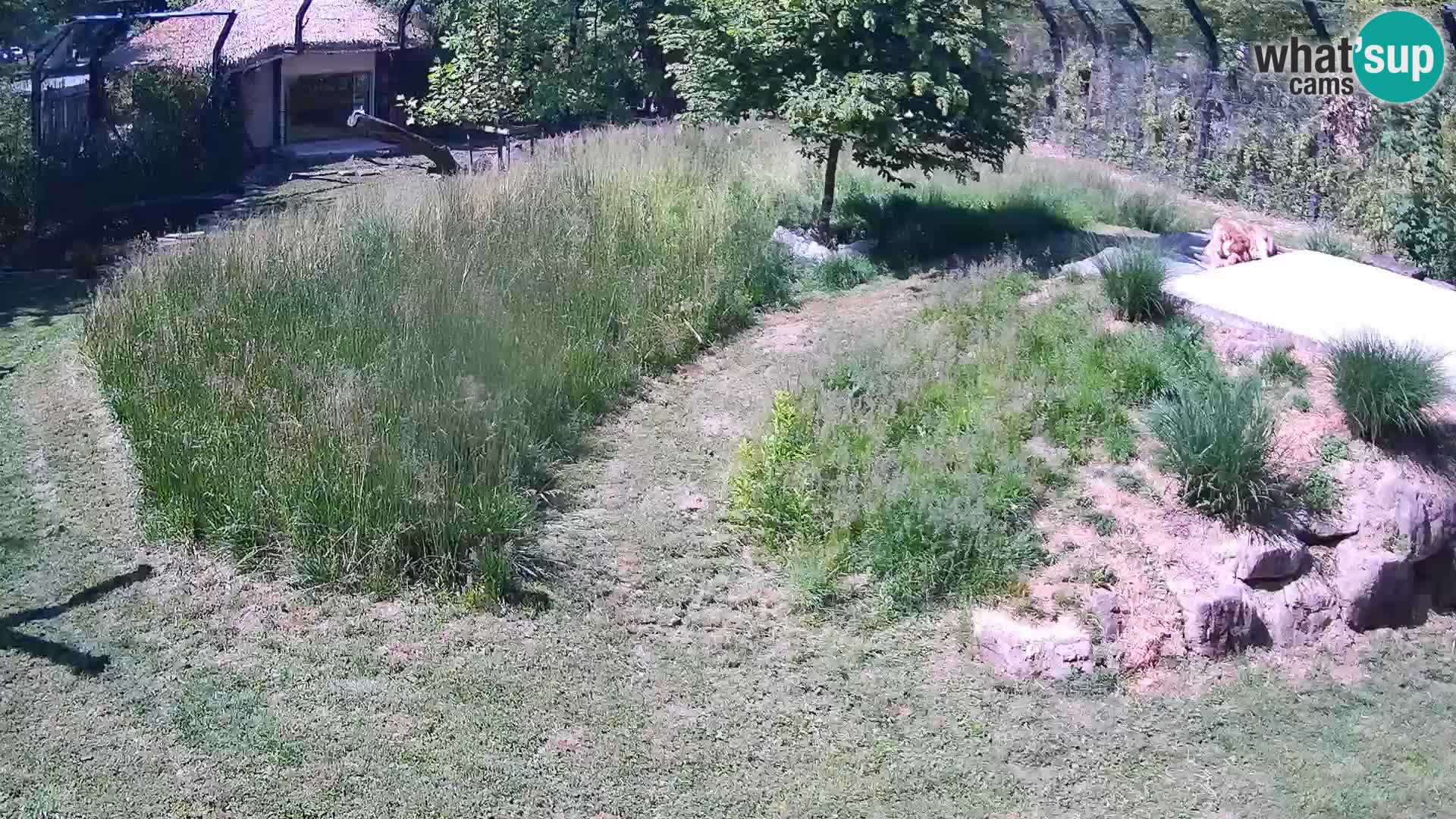 Ljubljana Zoo webcam Lion