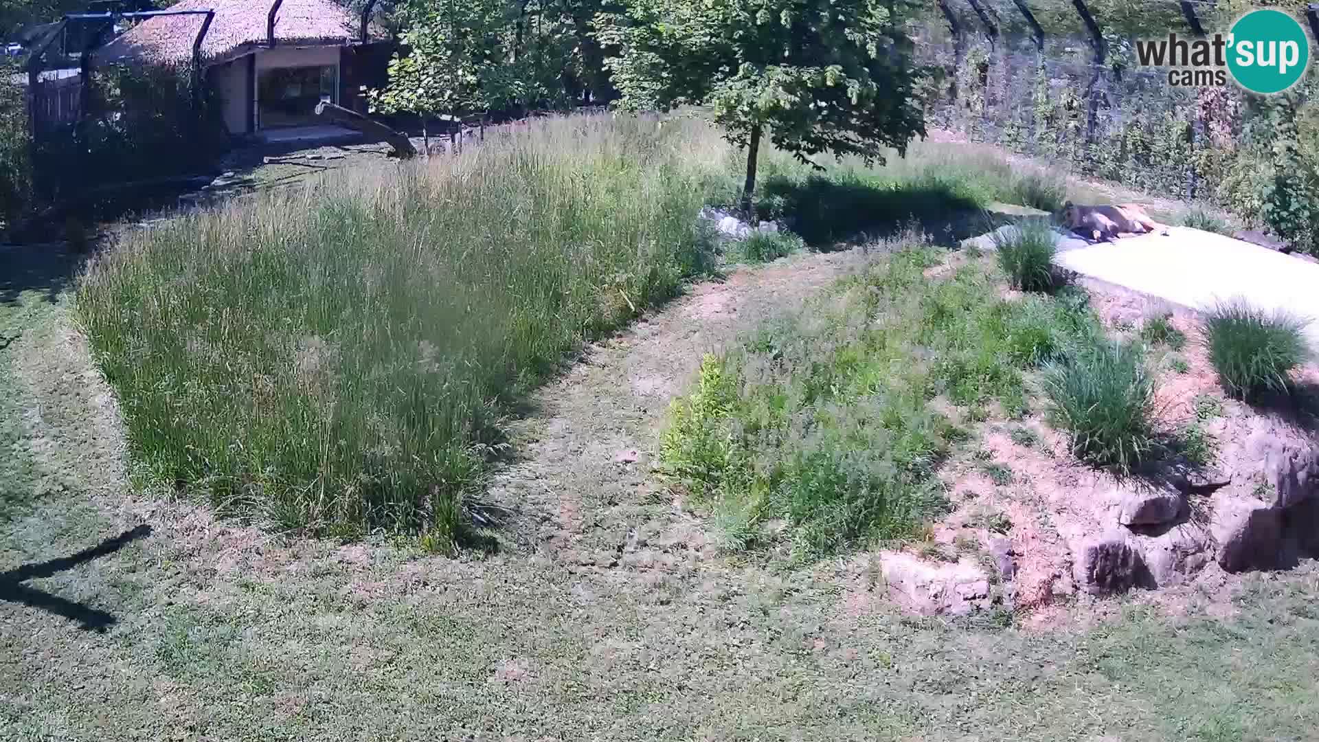 Live Ljubljana Zoo webcam Lion