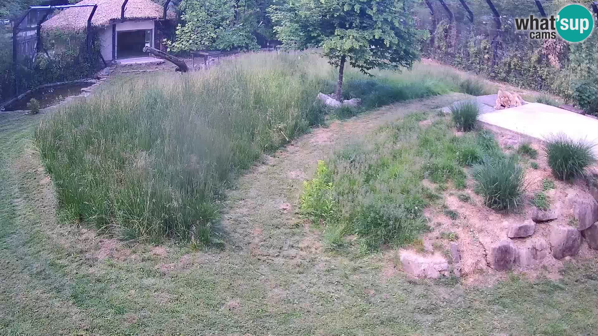Zoo Lubiana live webcam Leoni