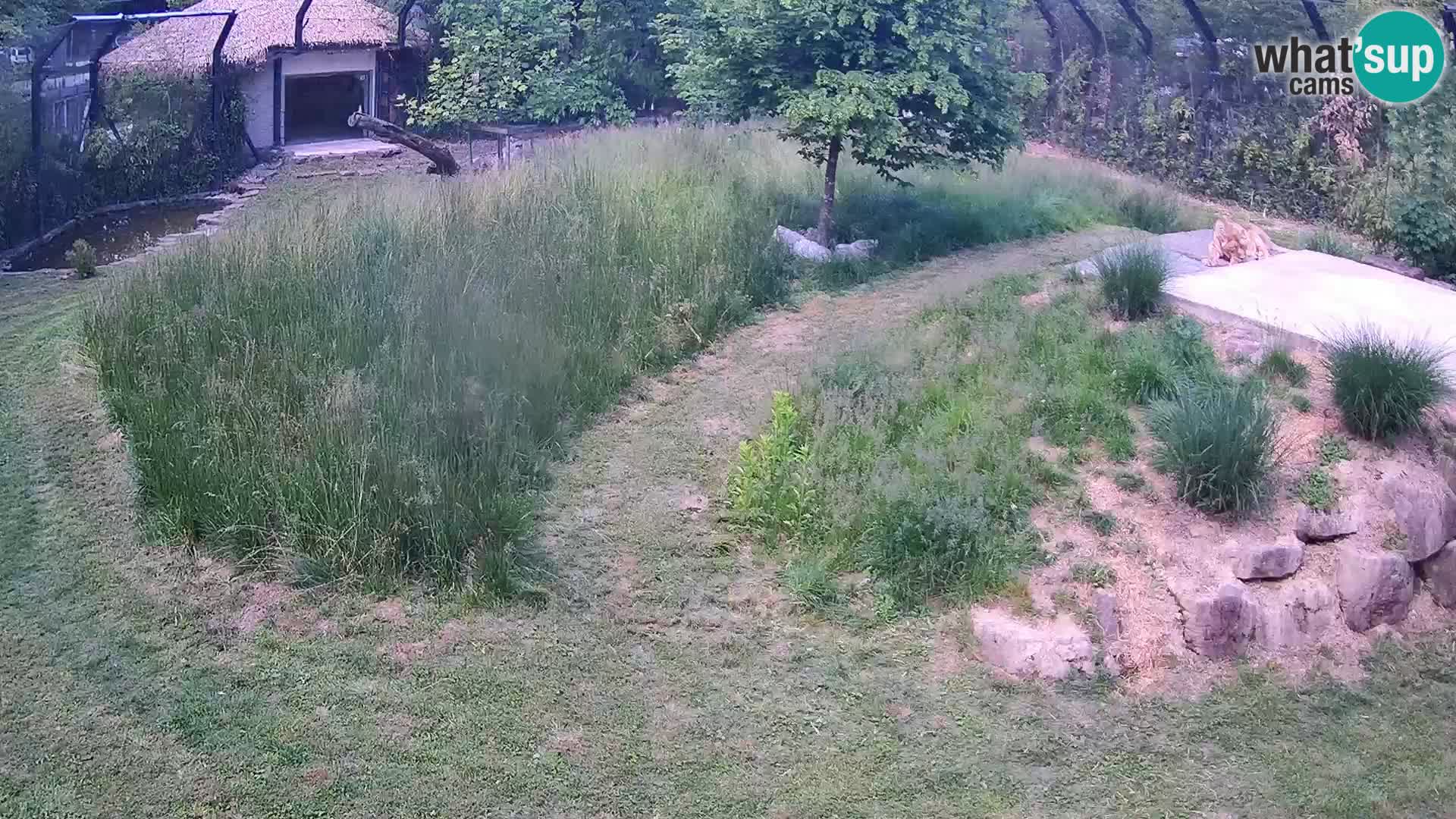 Zoo Lubiana live webcam Leoni