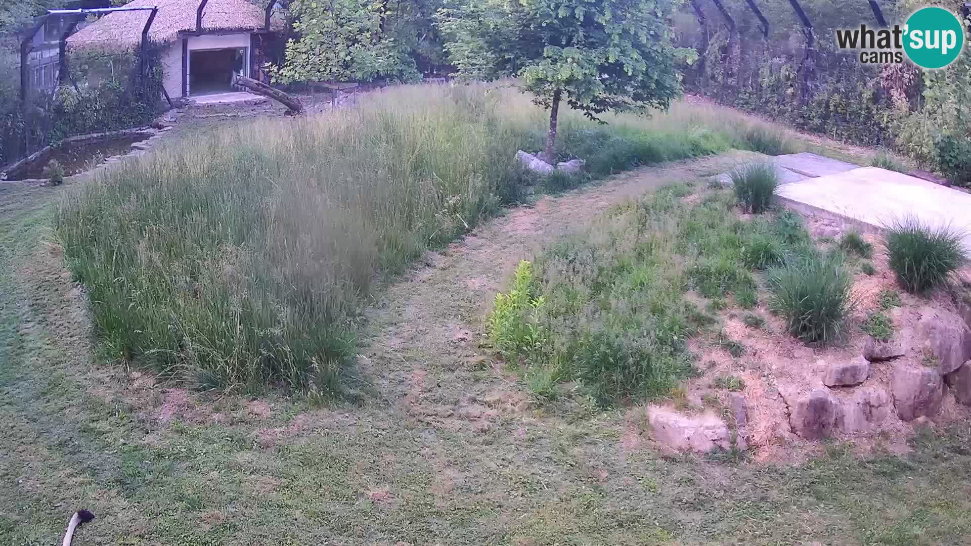 Zoo Ljubljana webcam Löwen