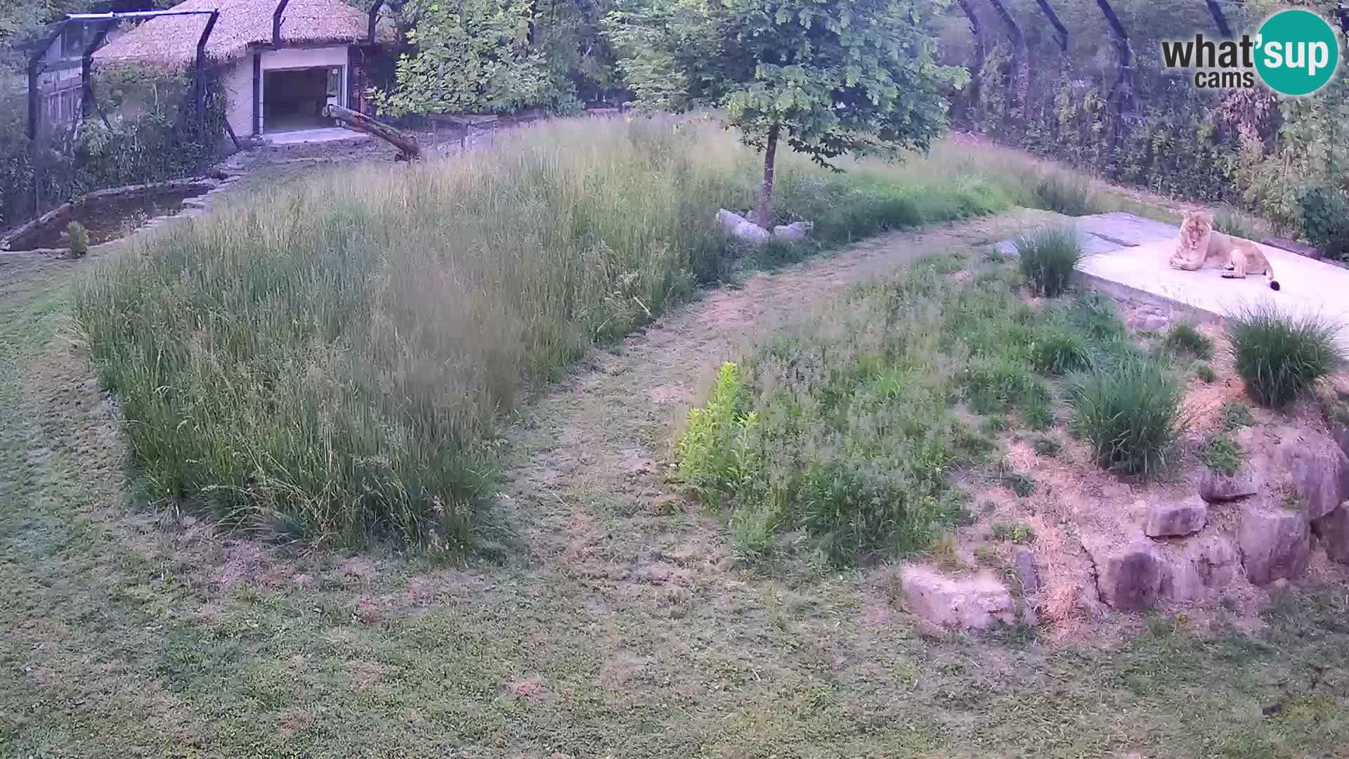 Ljubljana Zoo webcam Lion