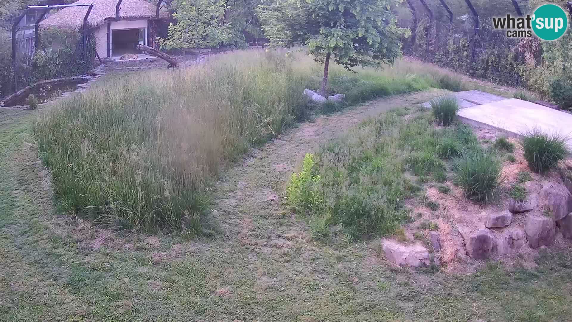 Live Ljubljana Zoo webcam Lion
