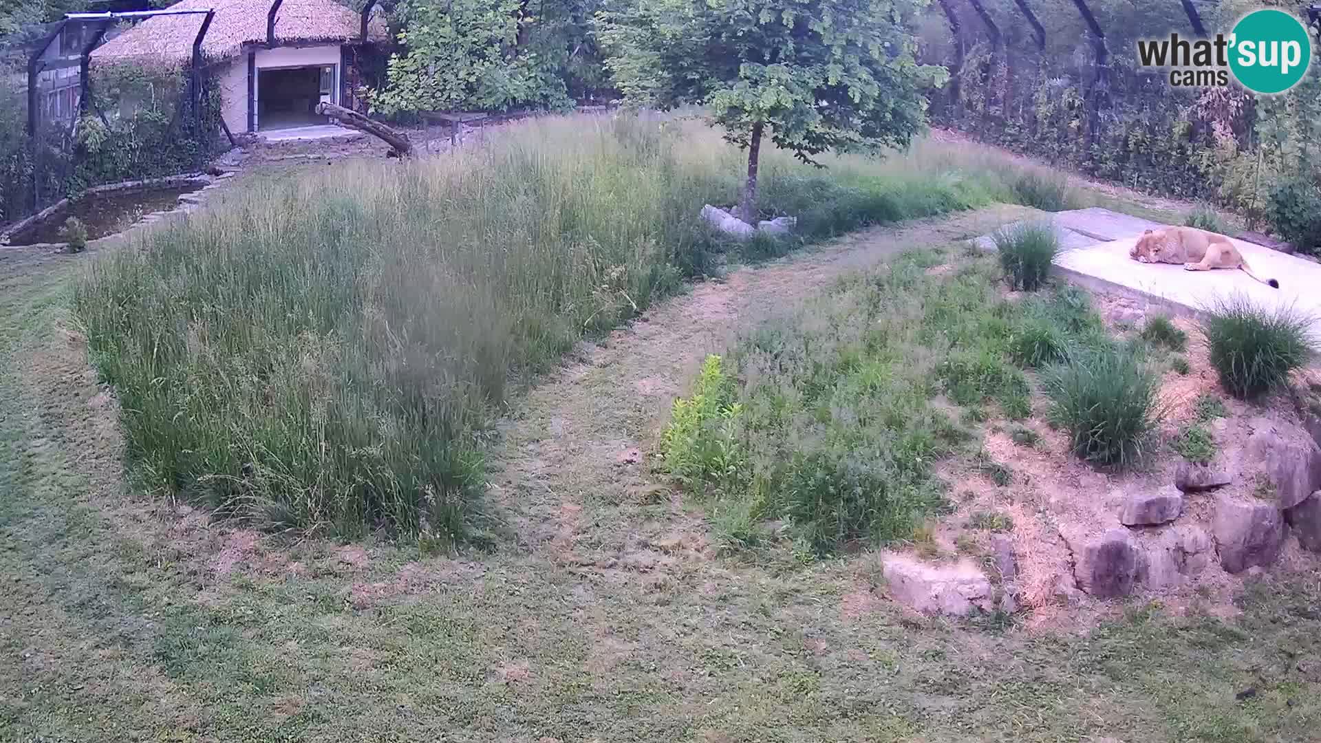 Live Ljubljana Zoo webcam Lion