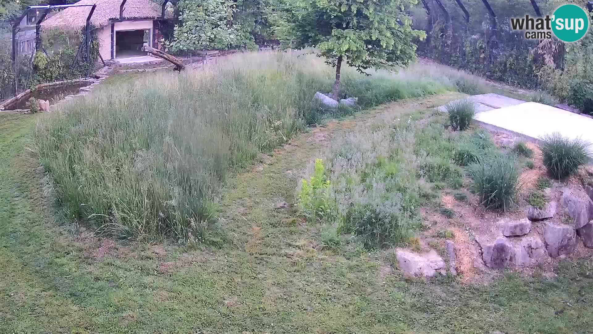 Ljubljana Zoo webcam Lion