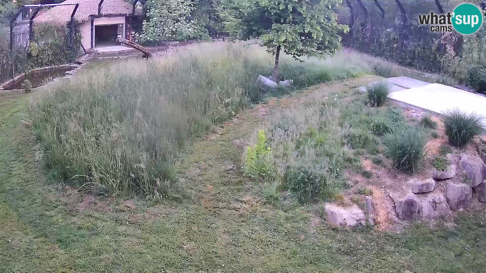 Zoo Ljubljana webcam Löwen