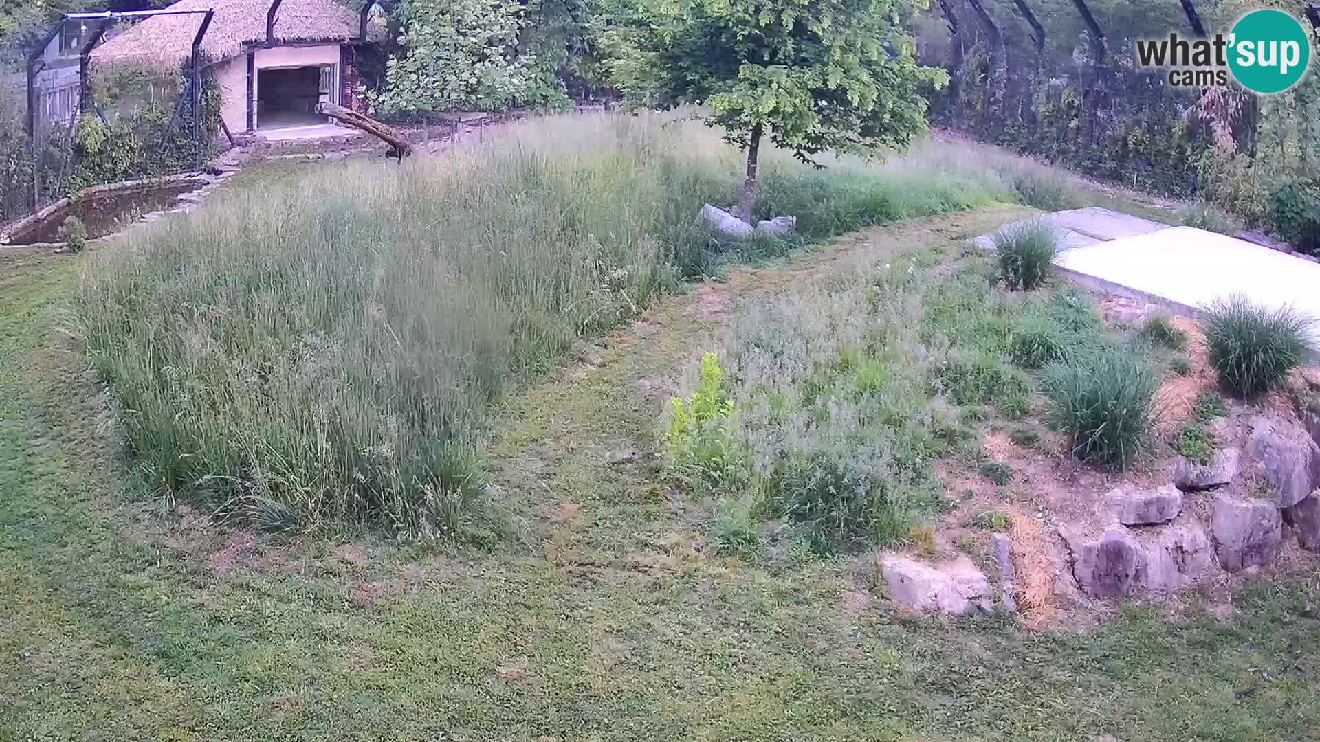 Live Ljubljana Zoo webcam Lion